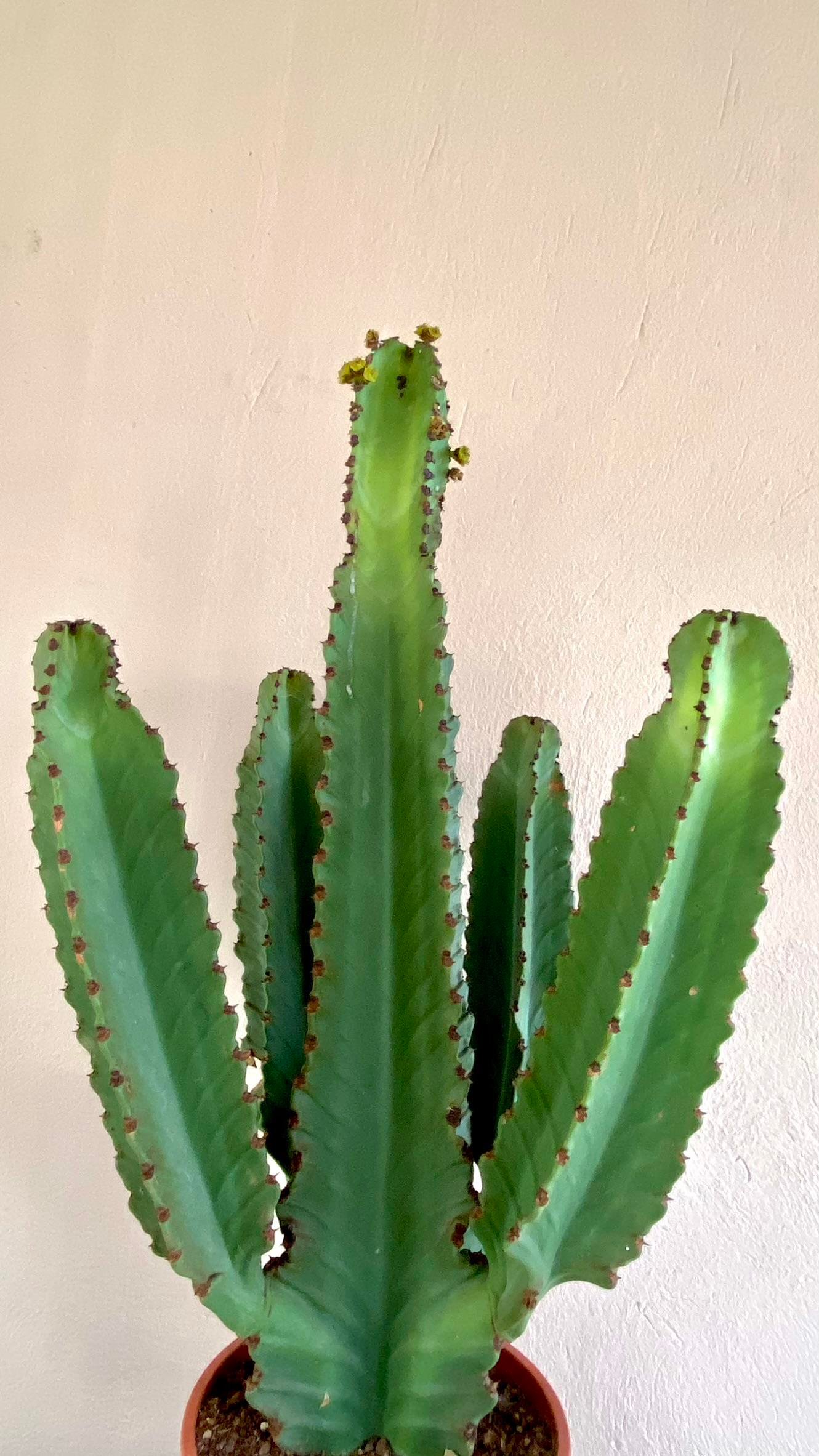 Euphorbia İngens Şamdan Ağacı Dev Kaktüs 