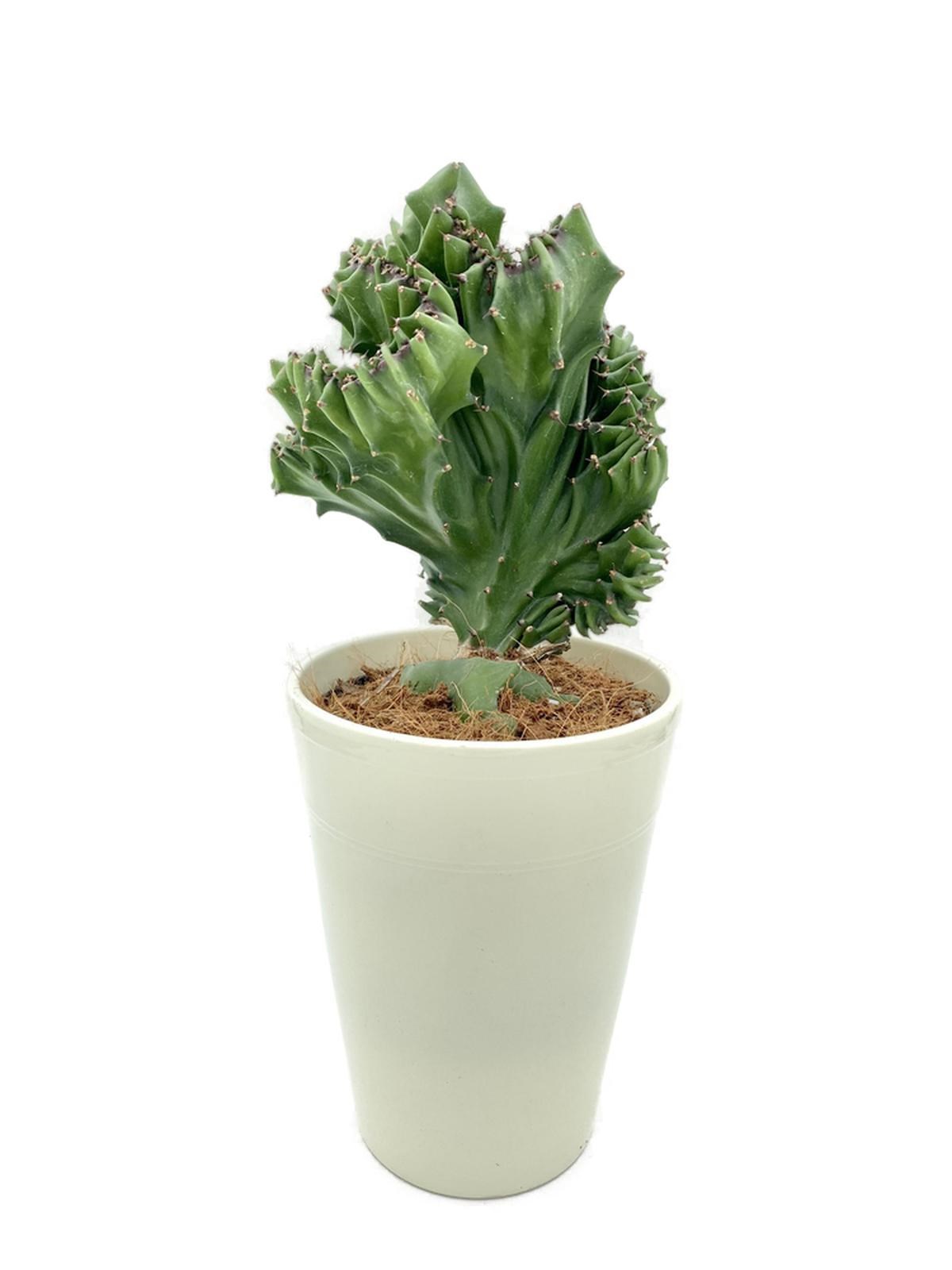 Euphorbia Lactea Cristata Aşılı Kaktüs