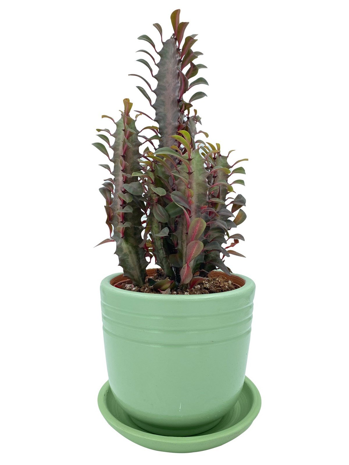 Euphorbia Trigona Rubra 12.5 Cm Saksıda