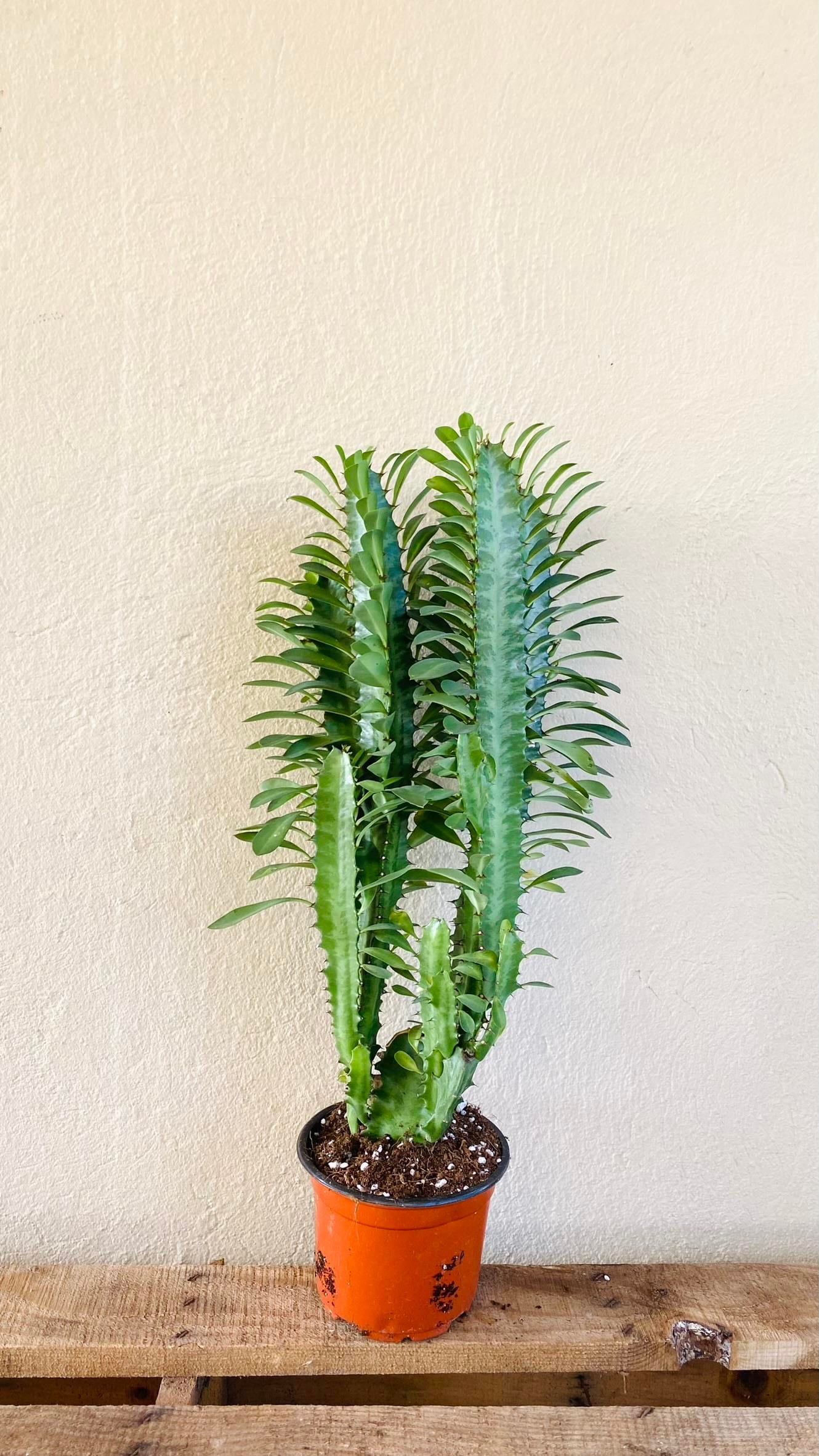 Euphorbia Trigona Yeşil (Afrika Süt Ağacı) 12.5 Cm Saksıda