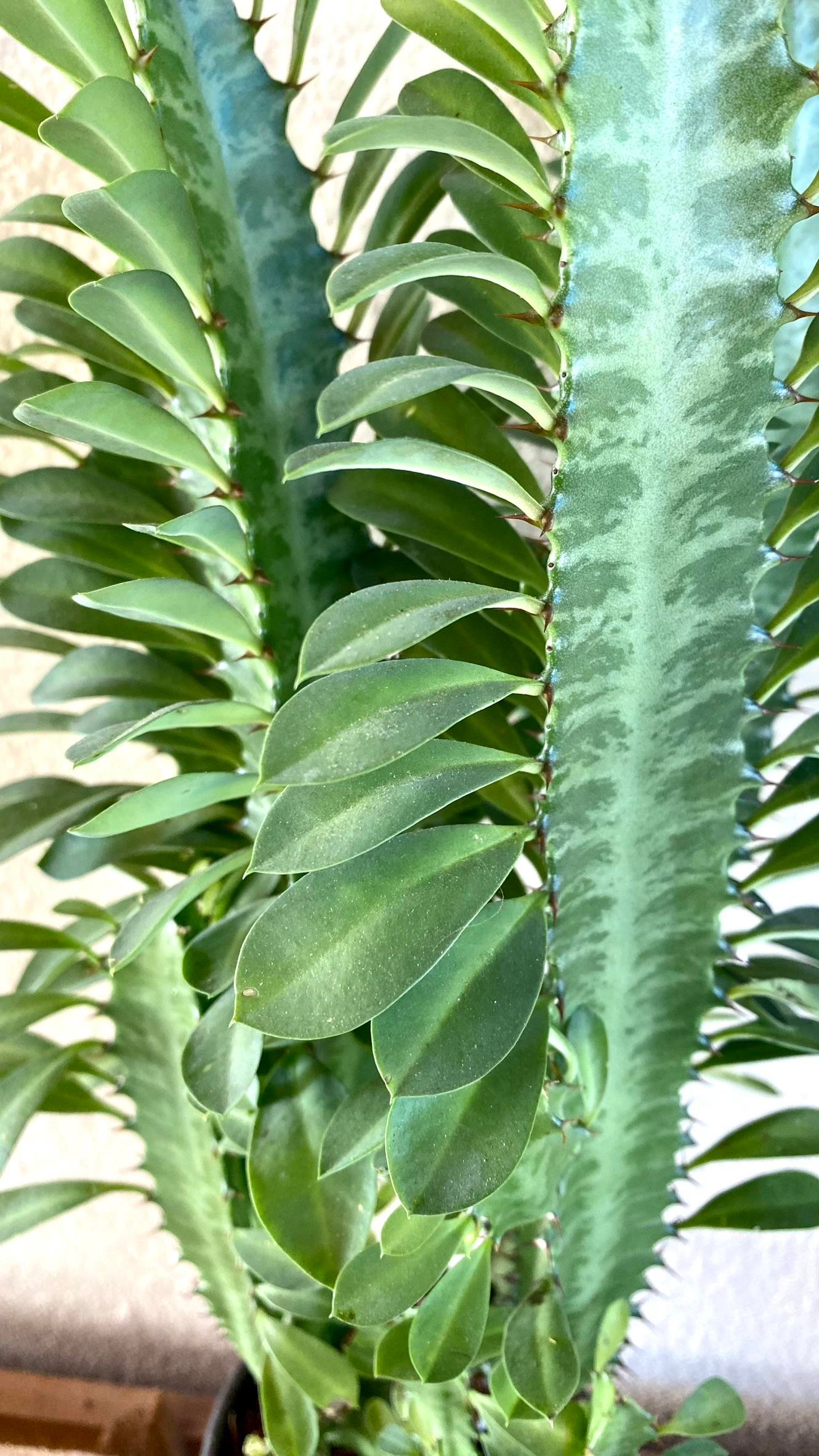 Euphorbia Trigona Yeşil (Afrika Süt Ağacı) 12.5 Cm Saksıda
