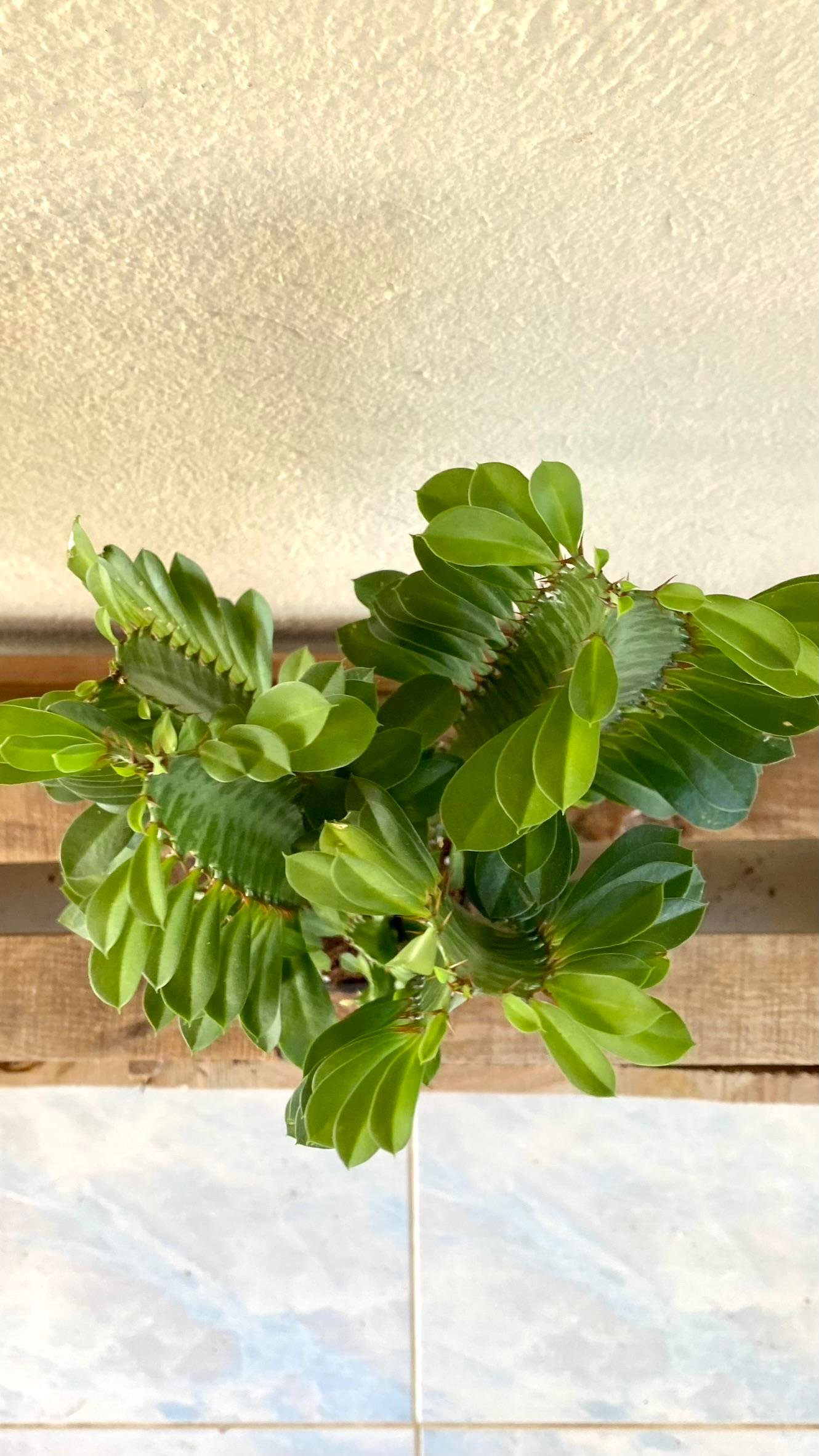 Euphorbia Trigona Yeşil (Afrika Süt Ağacı) 12.5 Cm Saksıda