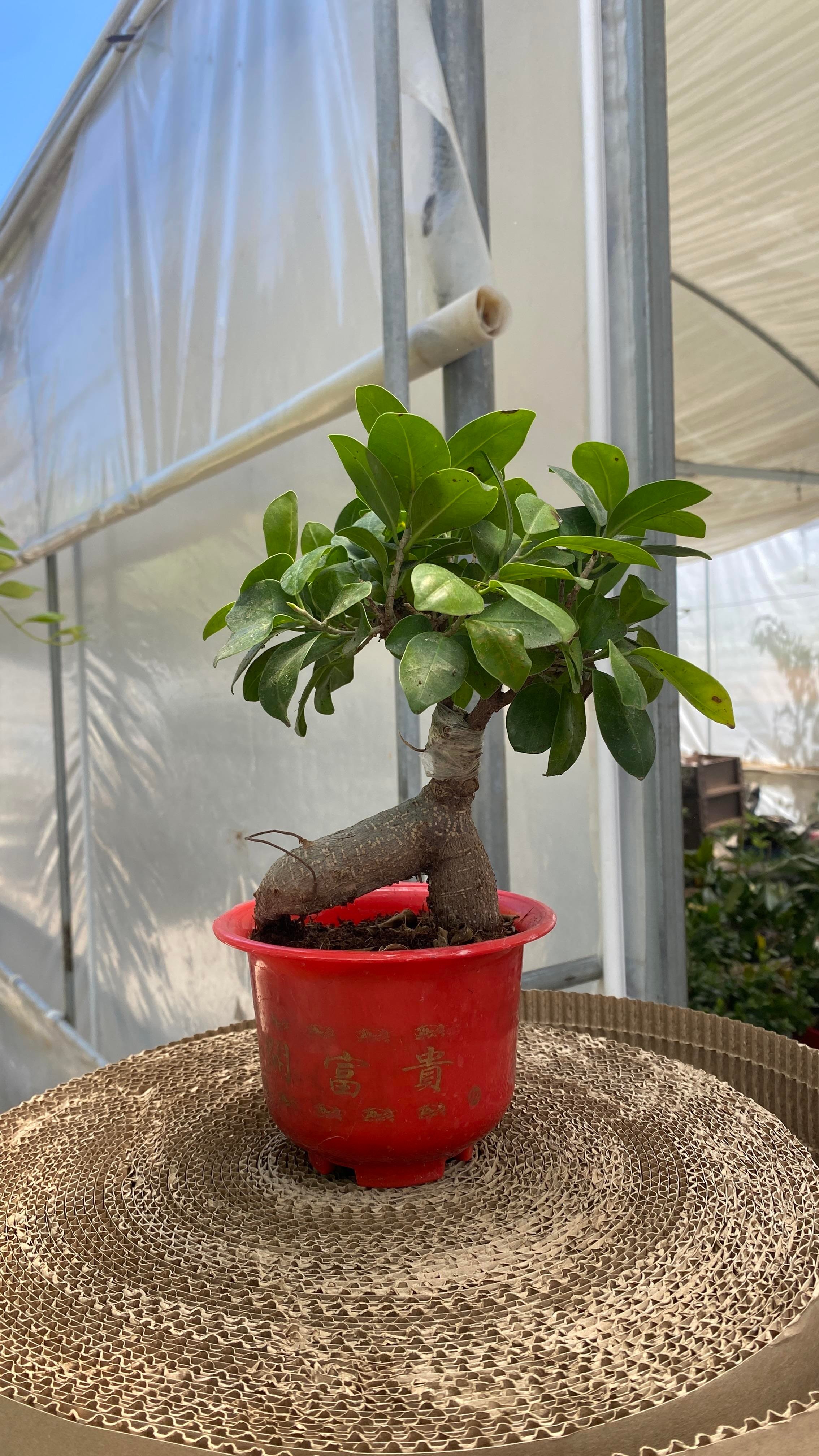Ficus Ginseng Bonsai Kırmızı Saksılı