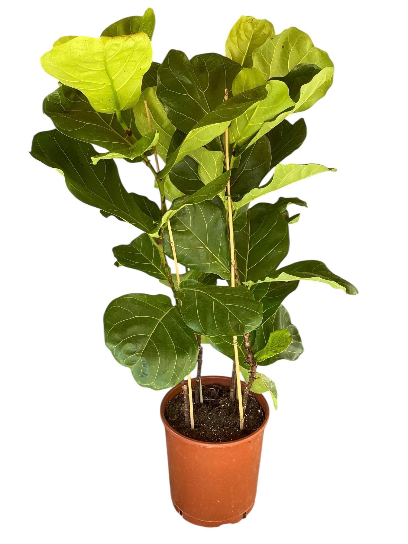 Ficus Lyrata - Keman Yapraklı Kauçuk 3 Gövdeli 130 Cm