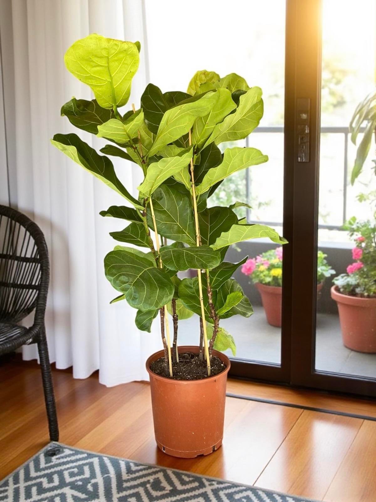 Ficus Lyrata - Keman Yapraklı Kauçuk 3 Gövdeli 130 Cm