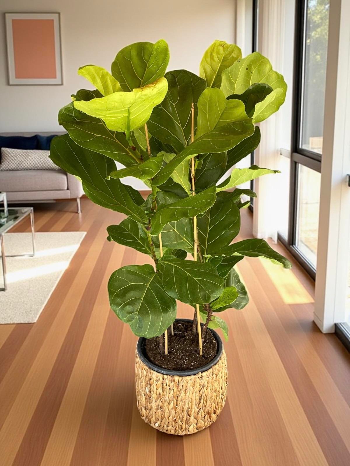 Ficus Lyrata - Keman Yapraklı Kauçuk 3 Gövdeli 130 Cm