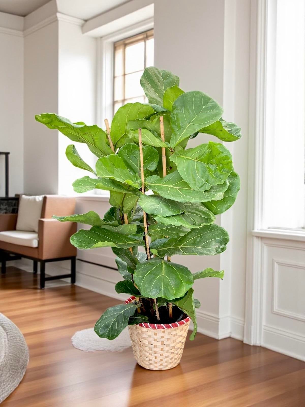 Ficus Lyrata - Keman Yapraklı Kauçuk 4 Gövdeli 130 - 150 cm