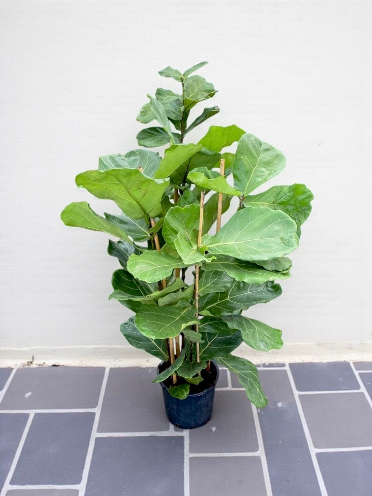 Ficus Lyrata - Keman Yapraklı Kauçuk 4 Gövdeli 130 - 150 cm