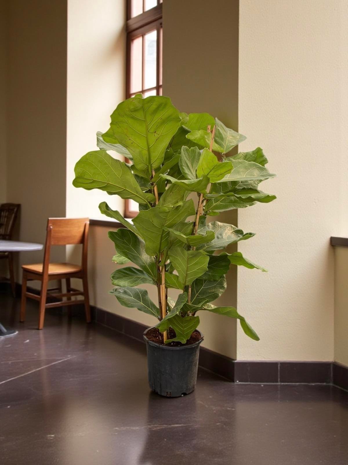 Ficus Lyrata - Keman Yapraklı Kauçuk 4 Gövdeli 130 - 150 cm