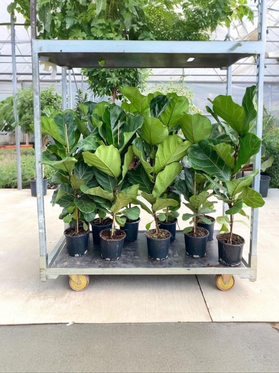 Ficus Lyrata - Keman Yapraklı Kauçuk Tek Gövdeli