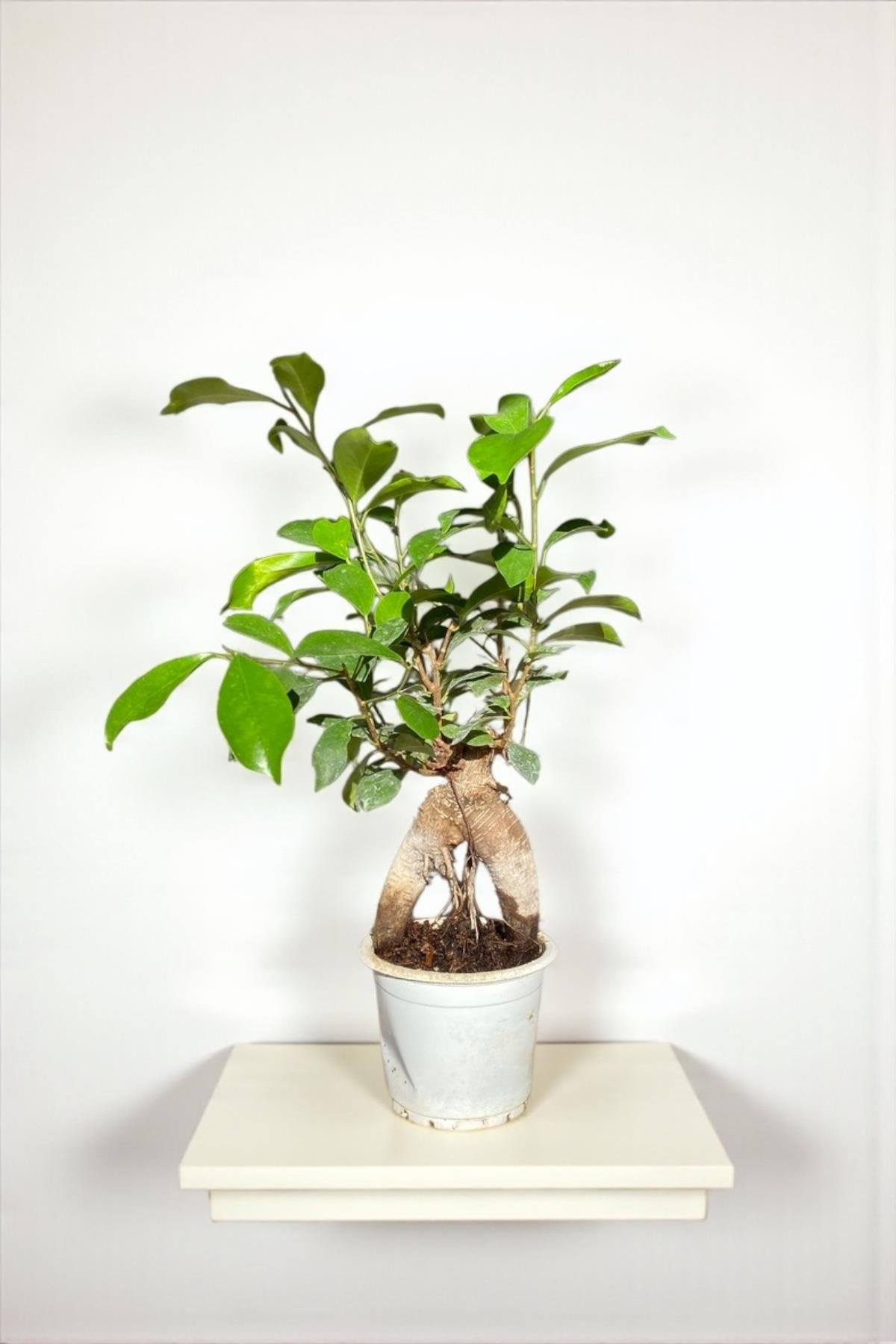 Ficus Microcarpa Ginseng Bonsai
