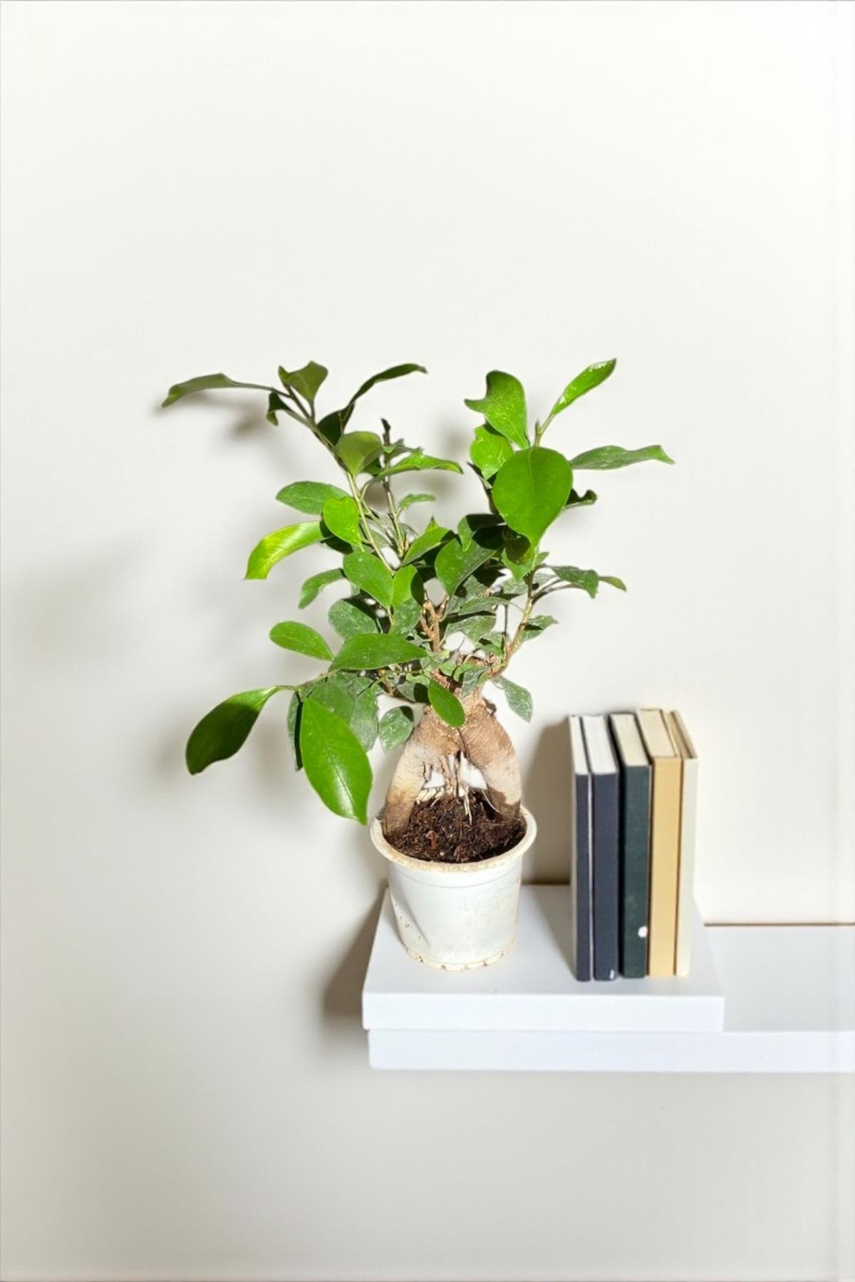 Ficus Microcarpa Ginseng Bonsai