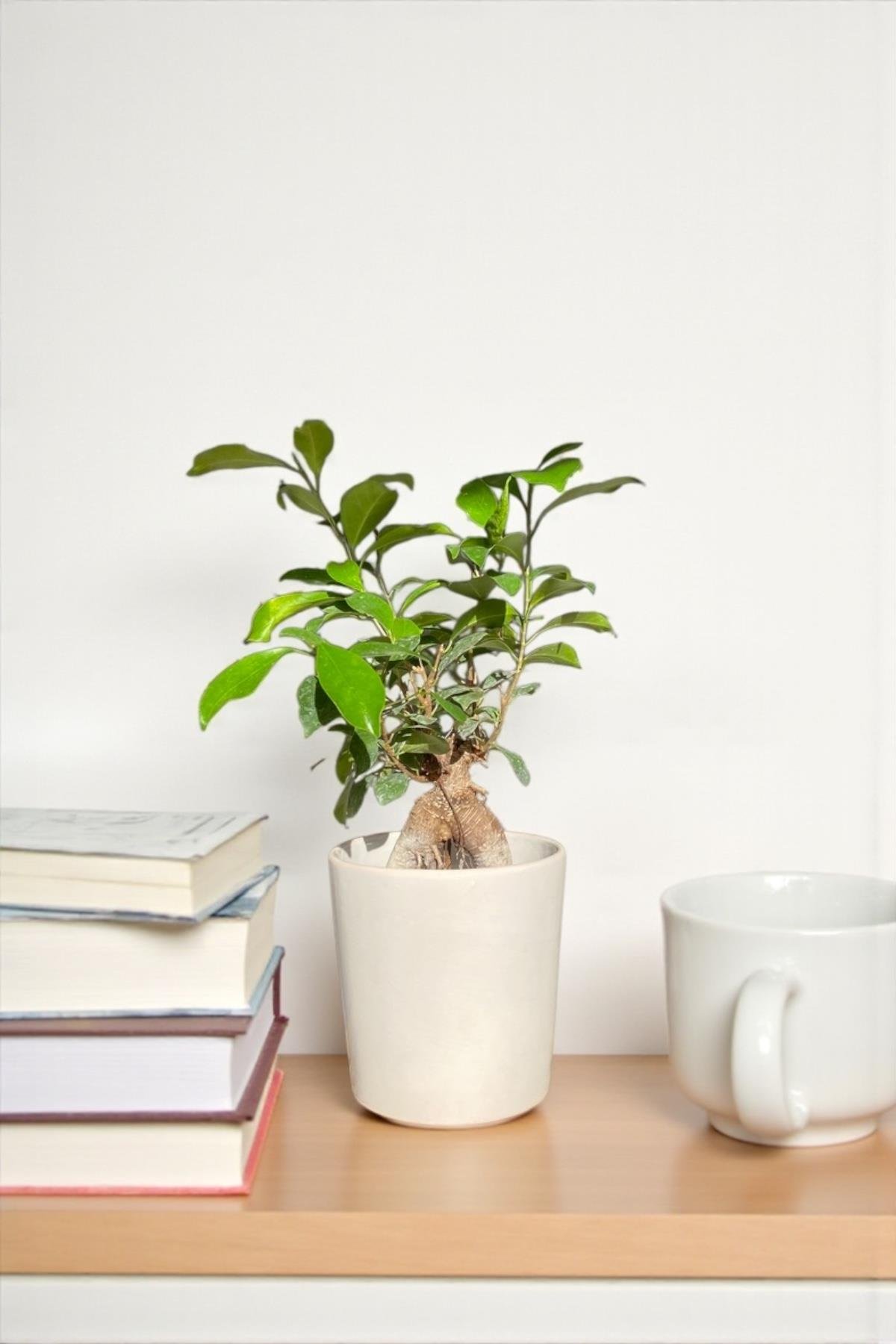 Ficus Microcarpa Ginseng Bonsai