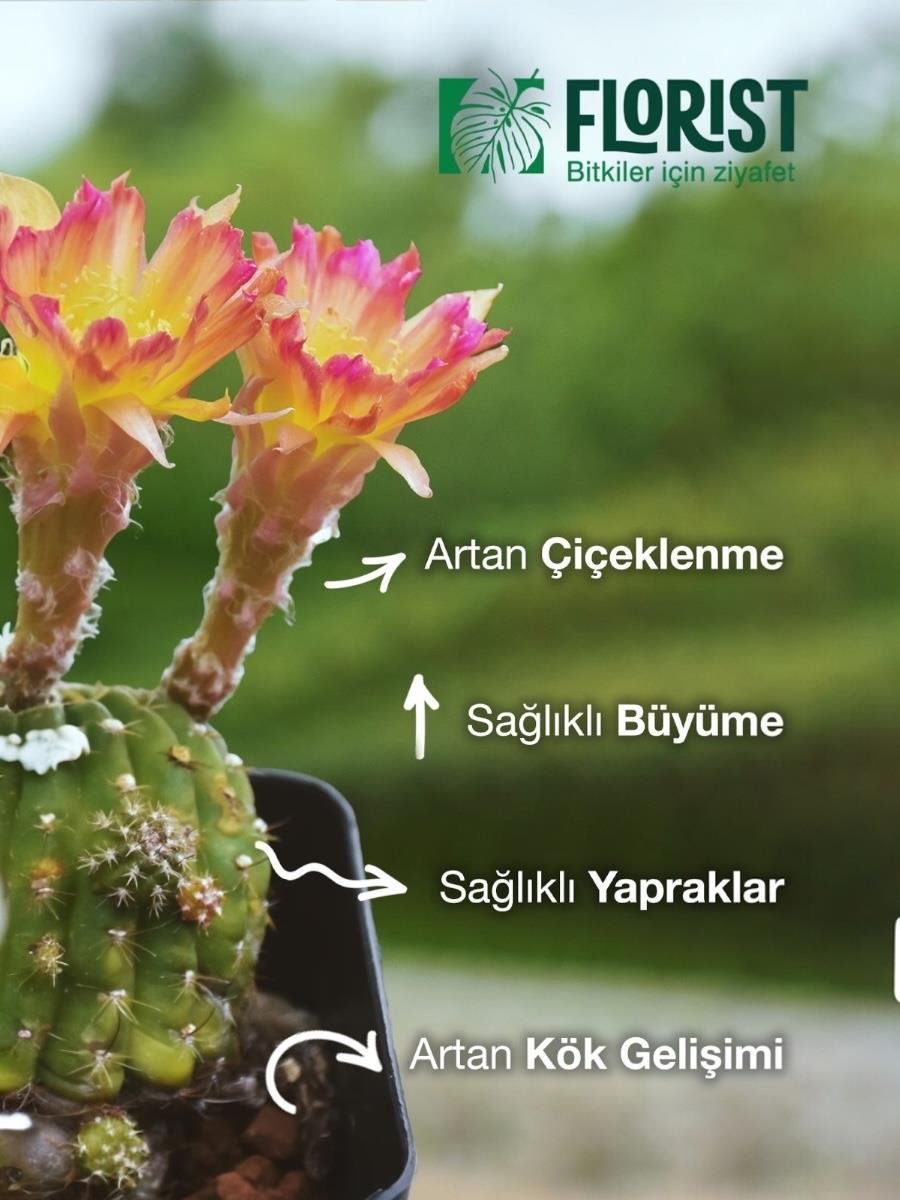 Florist Şaseli Kaktus ve Sukulent Bitkiler İçin Sıvı Bitki Besini