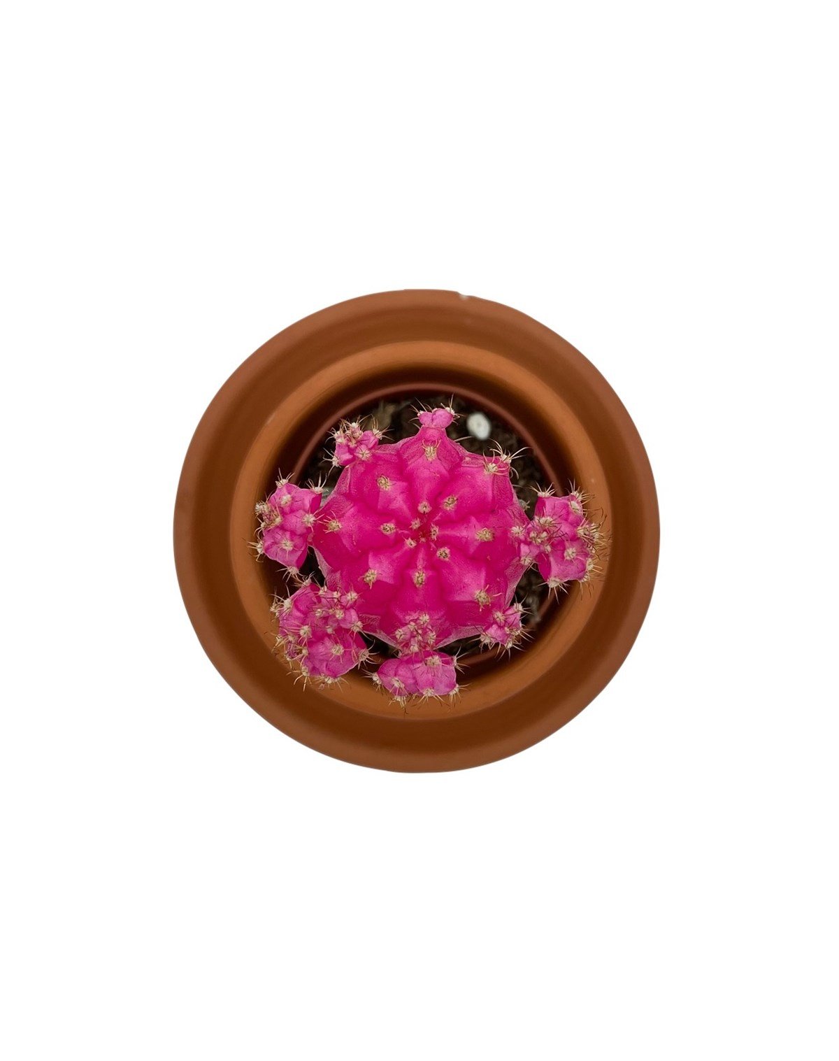 Gymnocalycium Mihanovichii Hibotan Aşılı