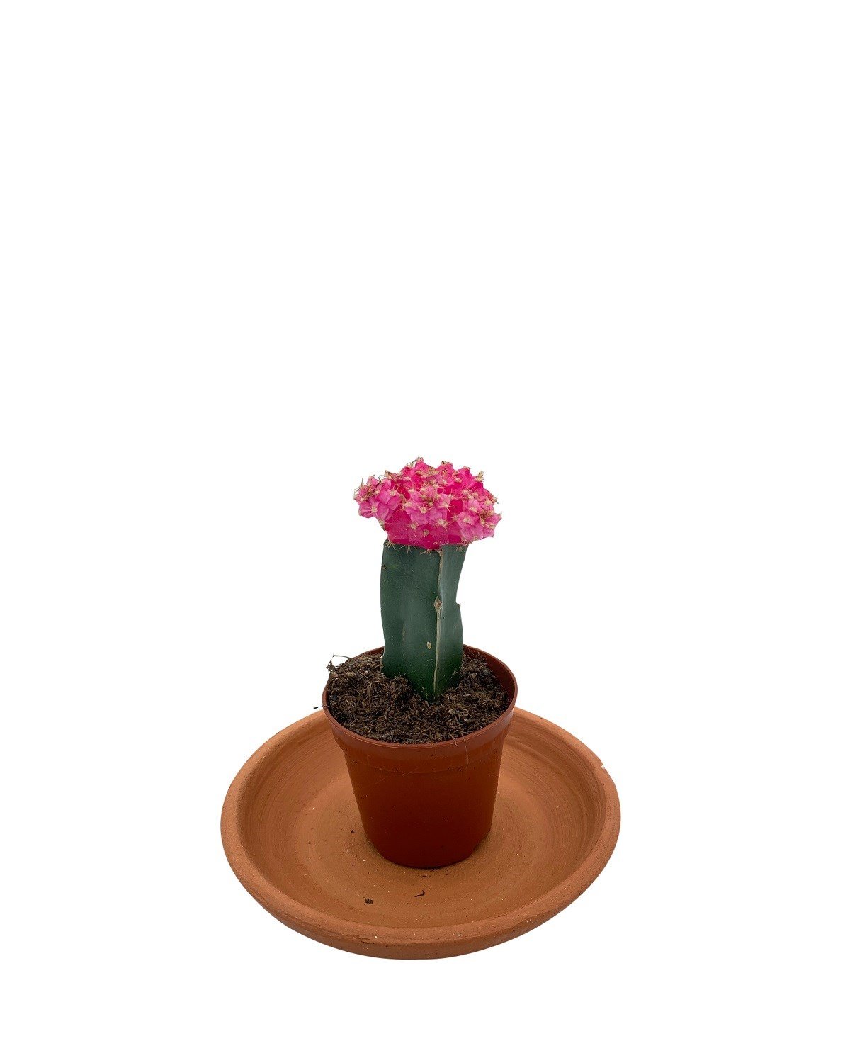 Gymnocalycium Mihanovichii Hibotan Aşılı