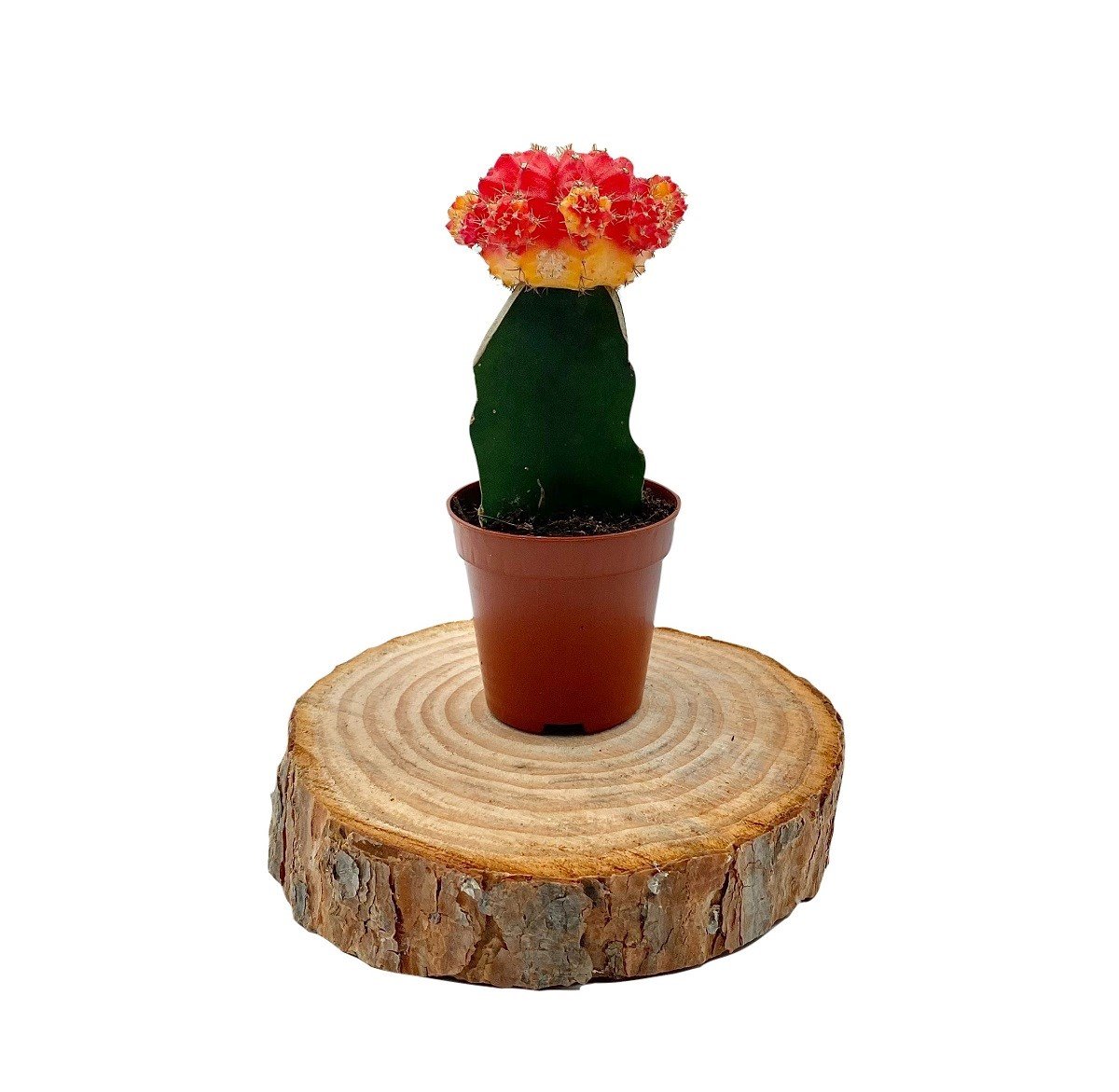 Gymnocalycium Mihanovichii Hibotan Aşılı