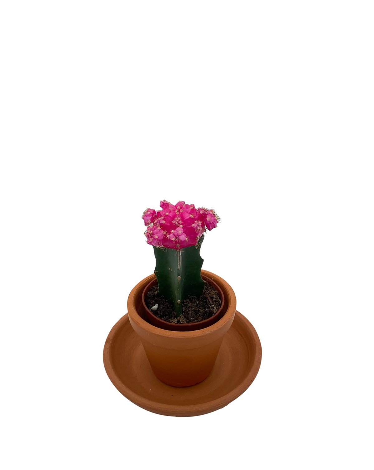 Gymnocalycium Mihanovichii Hibotan Aşılı