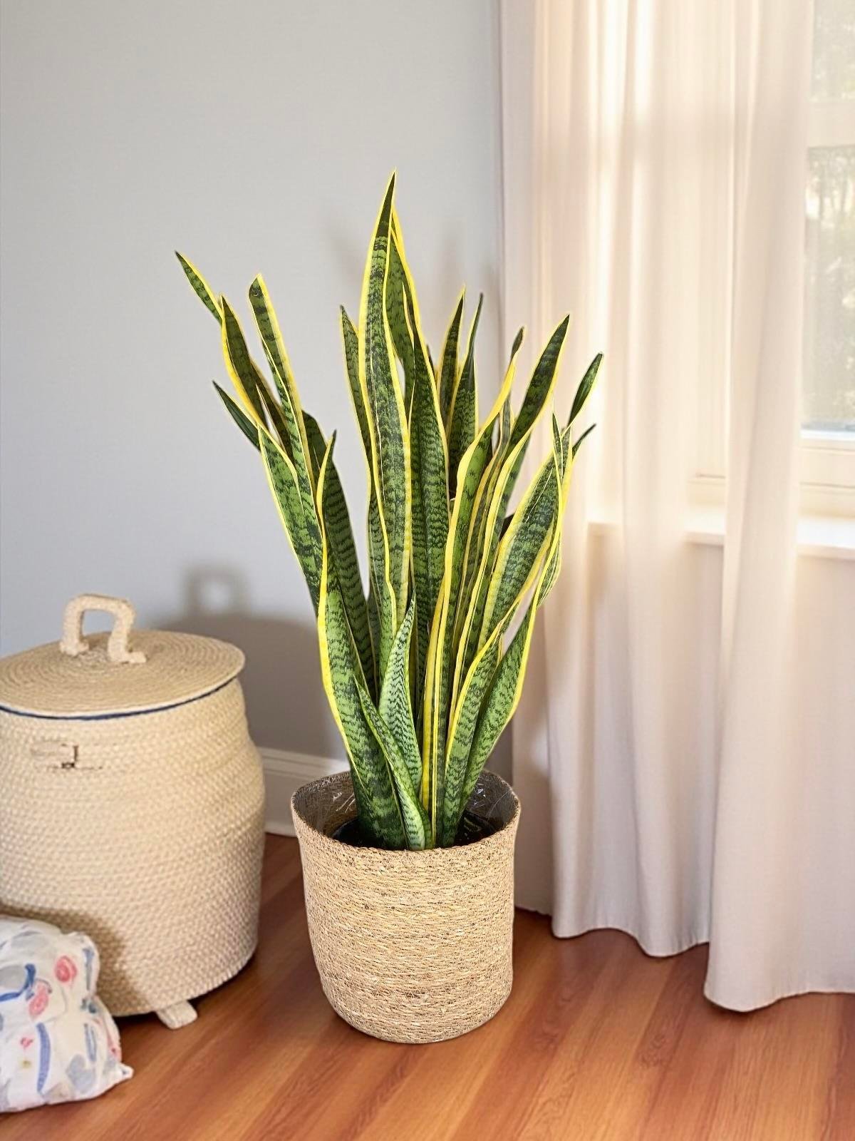 Hava Temizleyen Bitkiler Seti – Paşa Kılıcı Sansevieria Büyük Boy, Monstera Deve Tabanı, 2 Gövdeli Dev Boy Starliçe + Bitki Besini HEDİYE