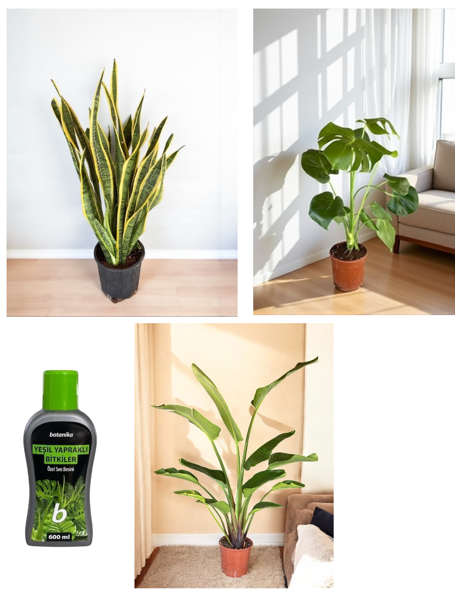 Hava Temizleyen Bitkiler Seti – Paşa Kılıcı Sansevieria Büyük Boy, Monstera Deve Tabanı, 2 Gövdeli Dev Boy Starliçe + Bitki Besini HEDİYE