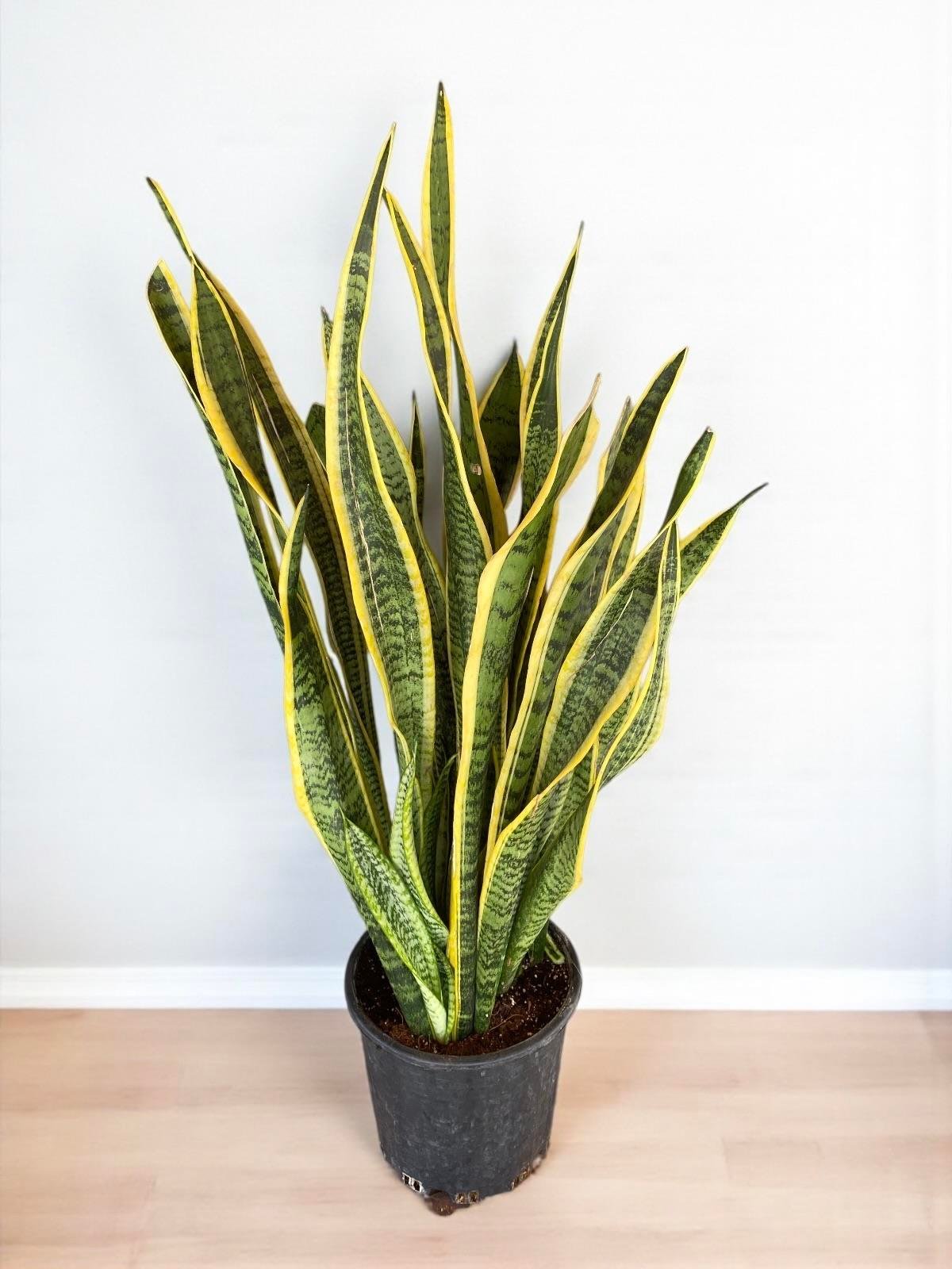 Hava Temizleyen Bitkiler Seti – Paşa Kılıcı Sansevieria Büyük Boy, Monstera Deve Tabanı, 2 Gövdeli Dev Boy Starliçe + Bitki Besini HEDİYE