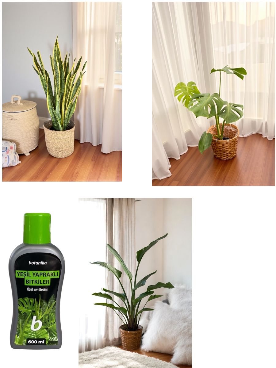 Hava Temizleyen Bitkiler Seti – Paşa Kılıcı Sansevieria Büyük Boy, Monstera Deve Tabanı, 2 Gövdeli Dev Boy Starliçe + Bitki Besini HEDİYE