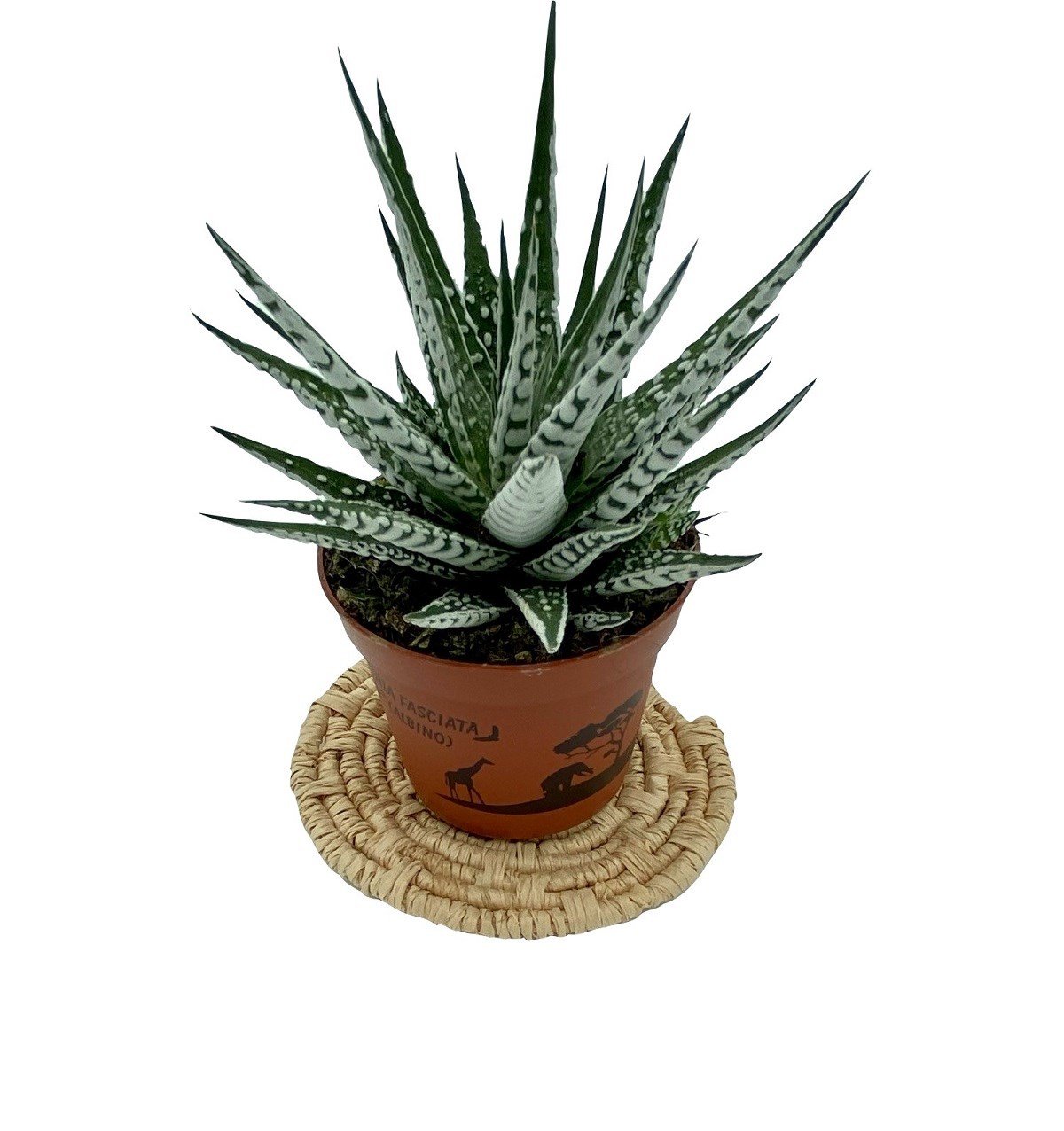 Haworthia Fasciata Albino (Yılan Derisi)