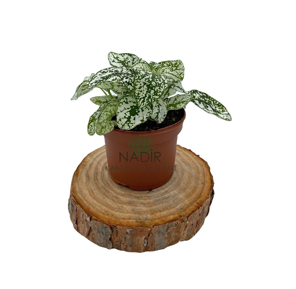 hypoestes Phyllostachya (Fittonia) Beyaz 