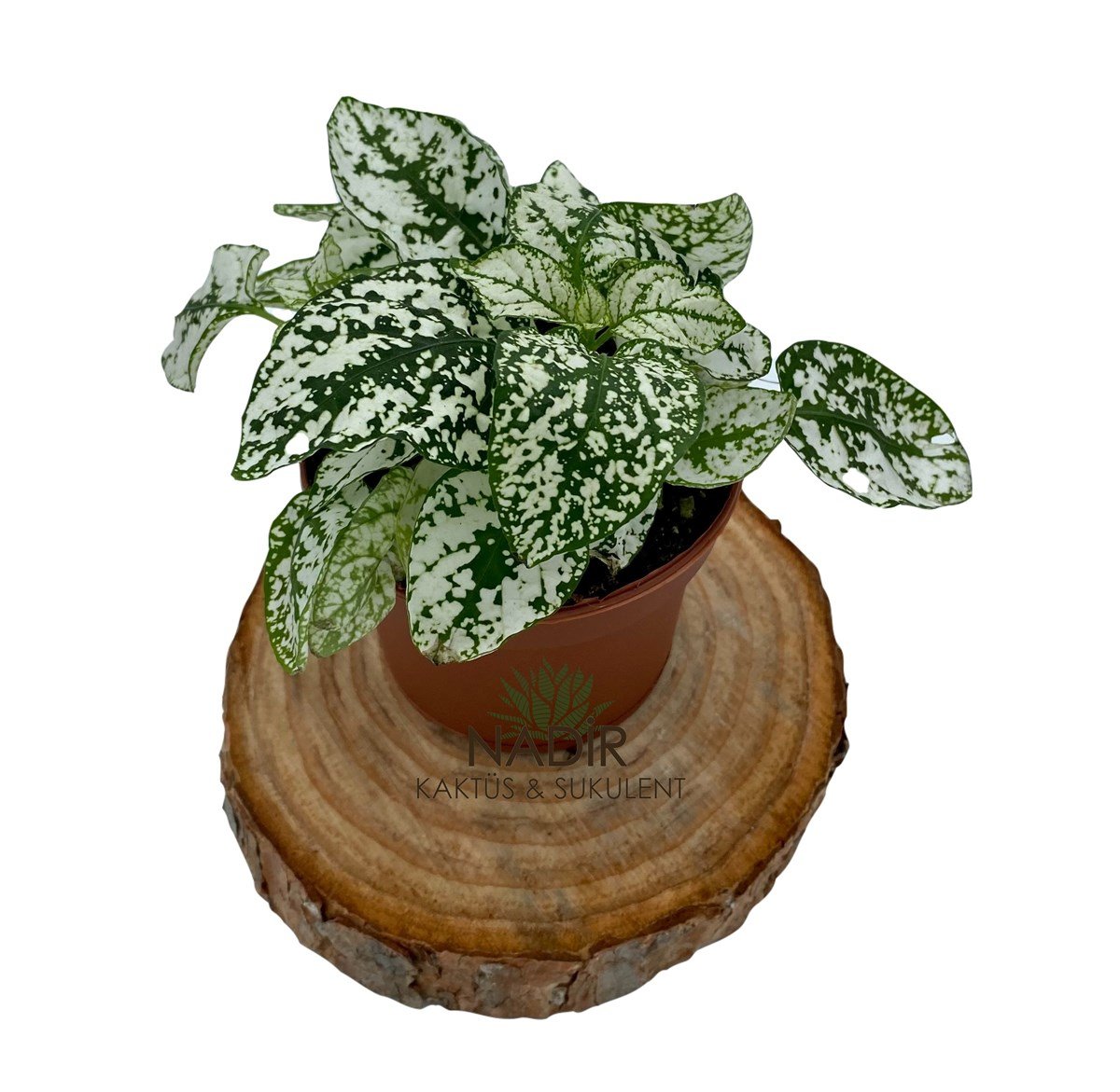 hypoestes Phyllostachya (Fittonia) Beyaz 