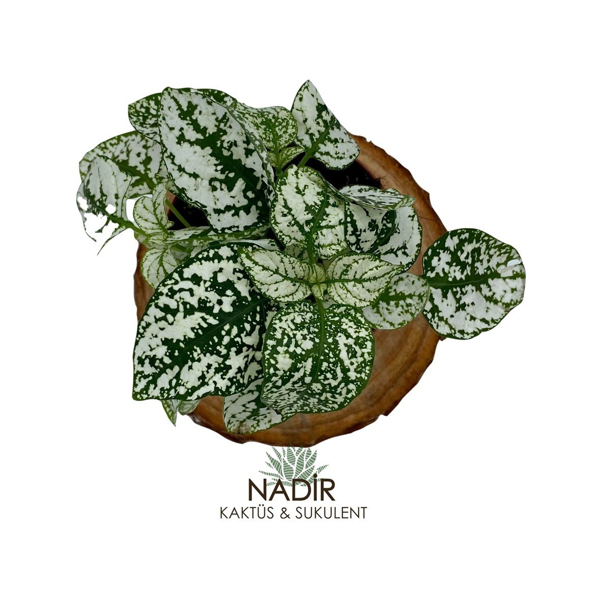 hypoestes Phyllostachya (Fittonia) Beyaz 