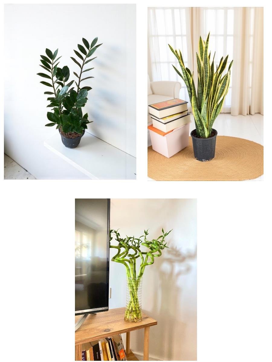 Işık İstemeyen Dayanıklı Bitkiler Seti – Kılıç Çiçeği 80Cm, Zamia 60 Cm ve 3Lü Şans Bambusu 80-100 Cm