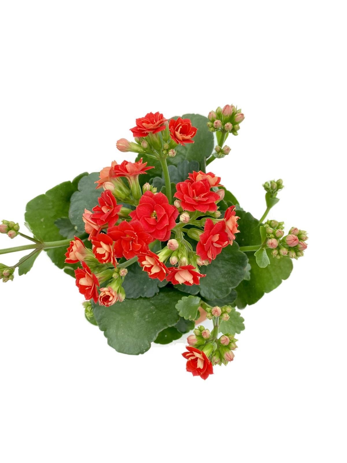 Kalanchoe (Kalanşo) Kırmızı