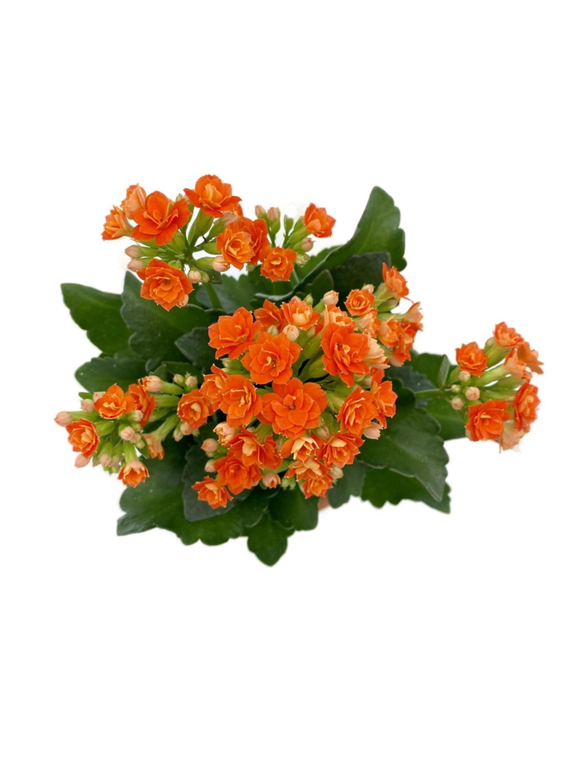 Kalanchoe (Kalanşo) Turuncu