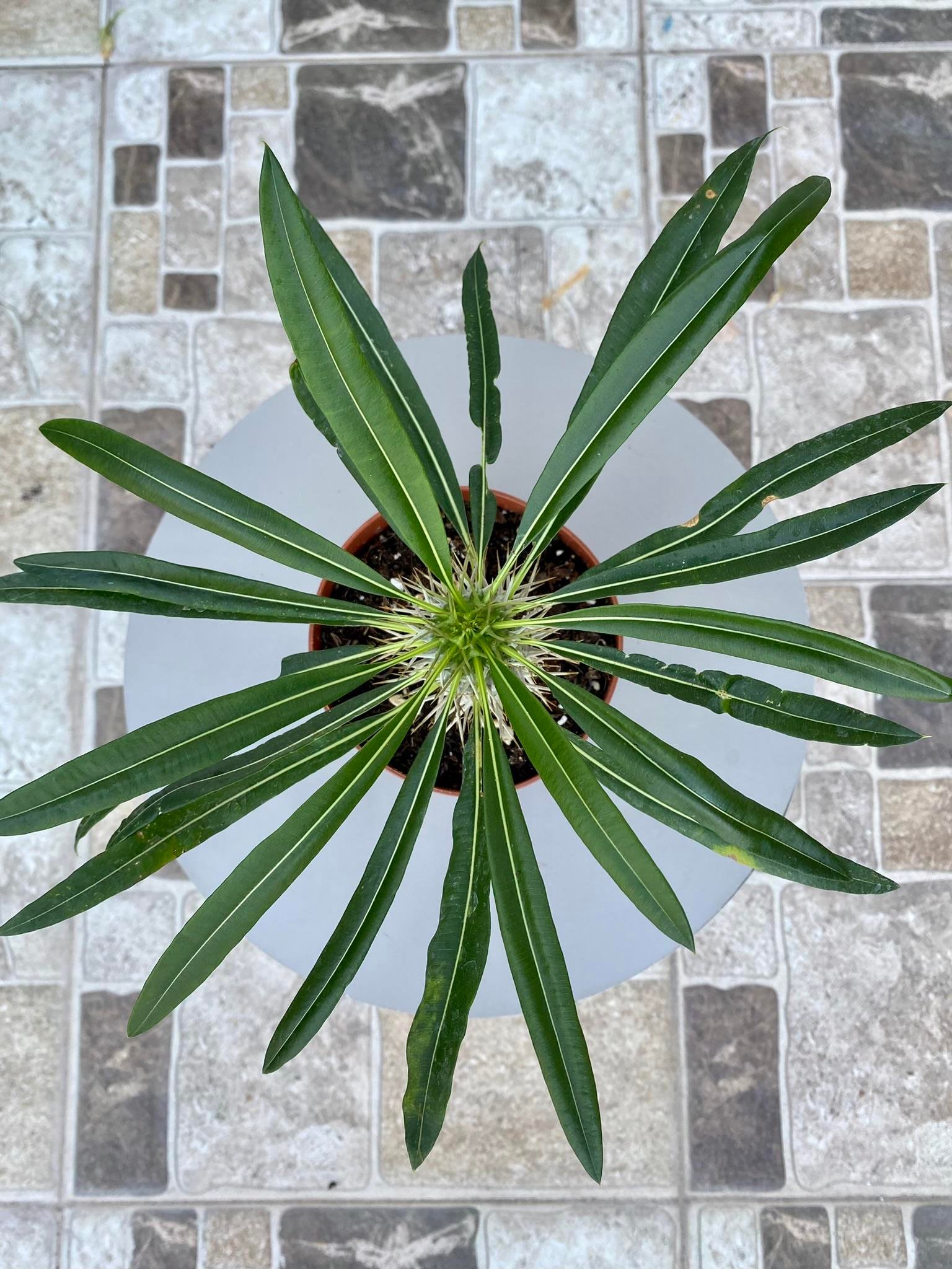 KALIN GÖVDELİ TROPİK MADAGASKAR PALMİYESİ 35-40 CM- PACHYPODİUM LAMEREİ