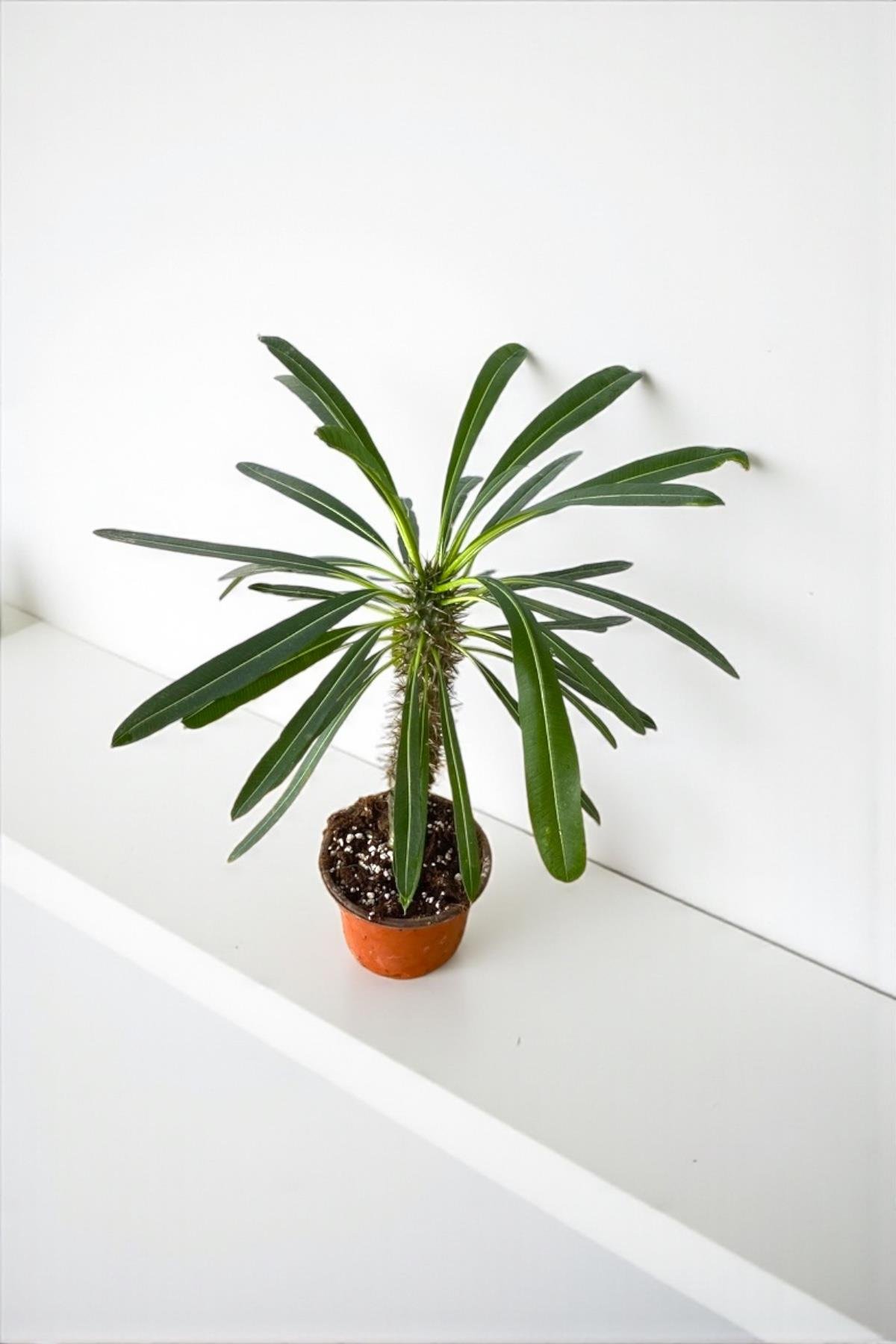 Kalın Gövdeli Tropik Madagaskar Palmiyesi 35-40 cm-Pachypodlum Lamerei