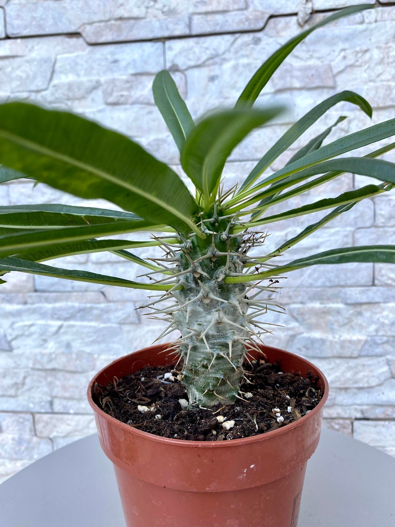 KALIN GÖVDELİ TROPİK MADAGASKAR PALMİYESİ 35-40 CM- PACHYPODİUM LAMEREİ