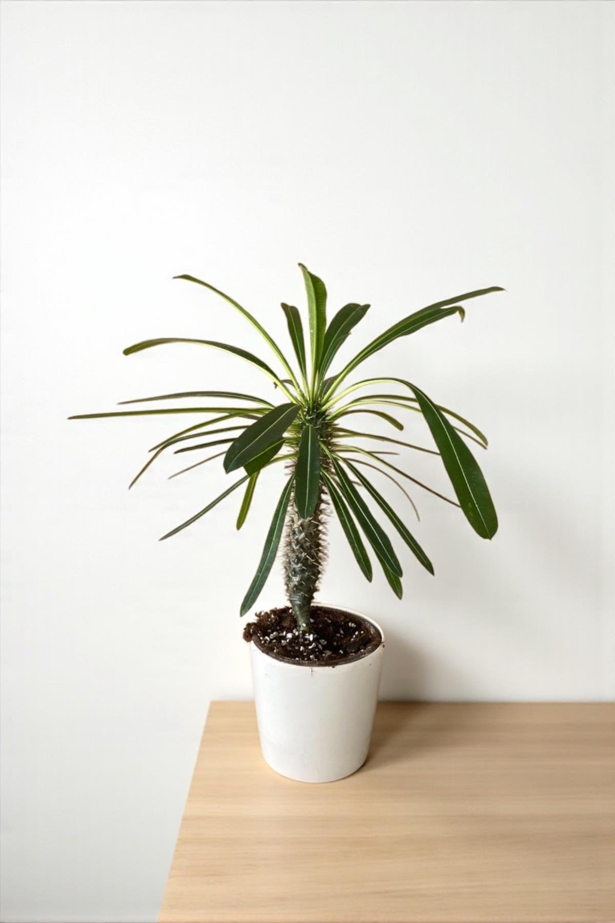 Kalın Gövdeli Tropik Madagaskar Palmiyesi 35-40 cm-Pachypodlum Lamerei