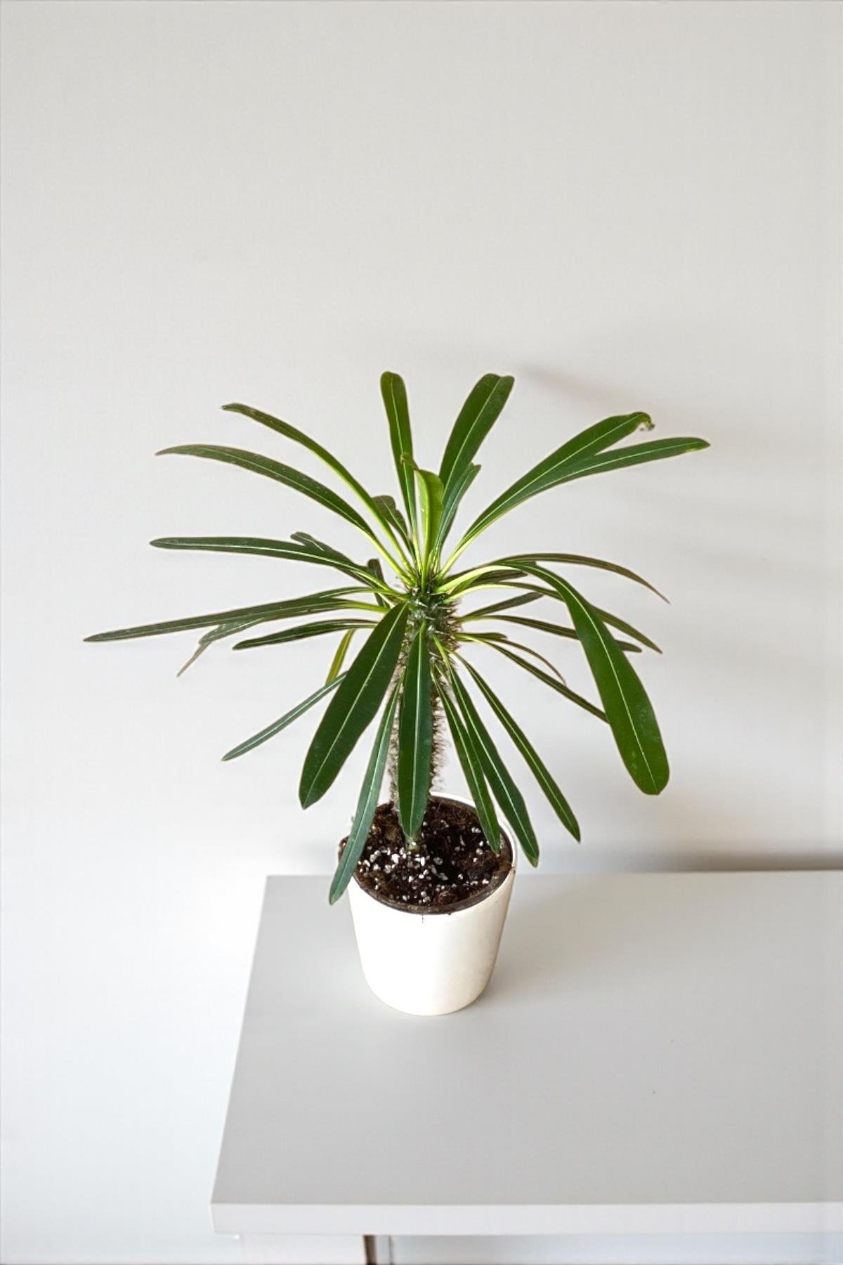 Kalın Gövdeli Tropik Madagaskar Palmiyesi 35-40 cm-Pachypodlum Lamerei