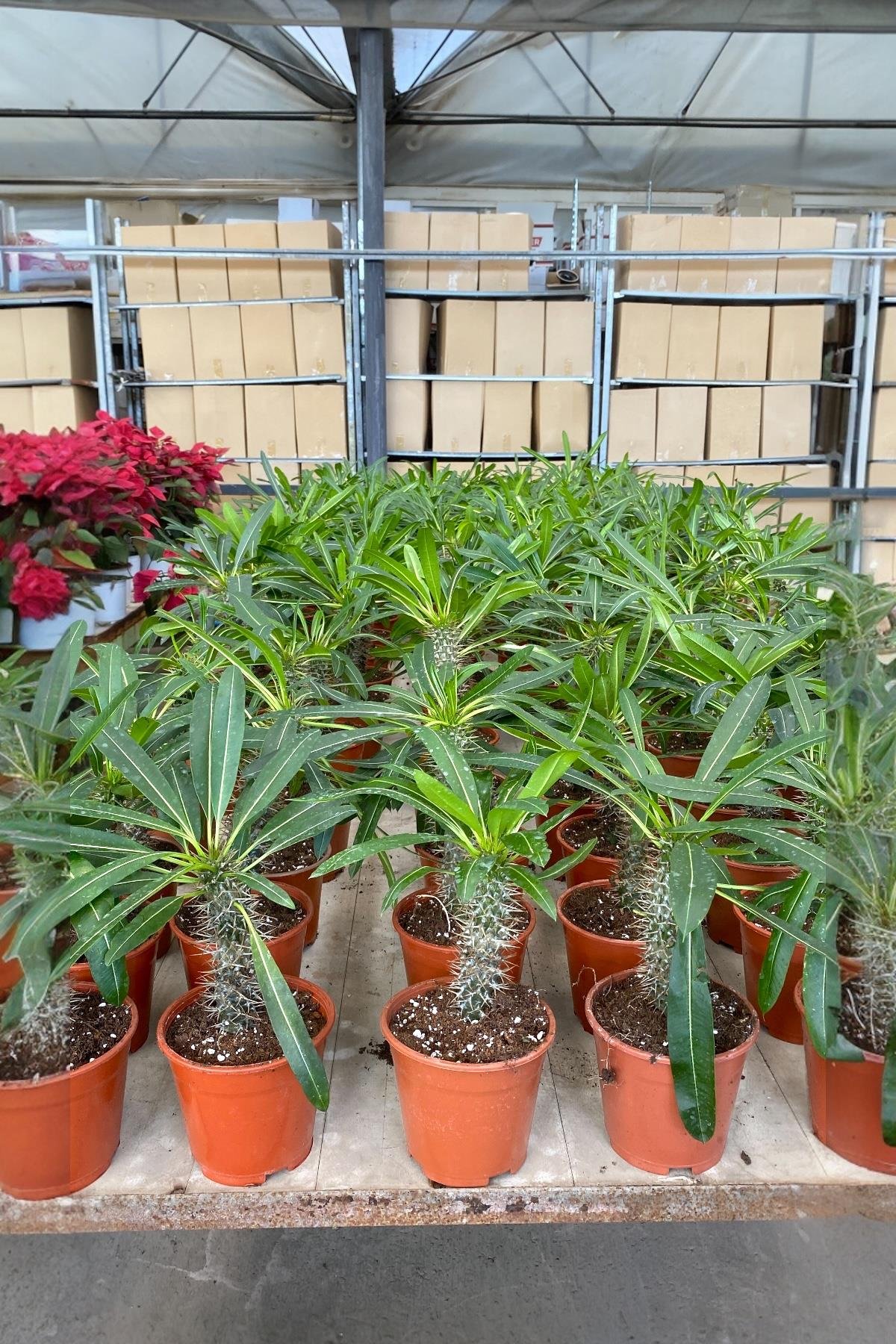 Kalın Gövdeli Tropik Madagaskar Palmiyesi 35-40 cm-Pachypodlum Lamerei