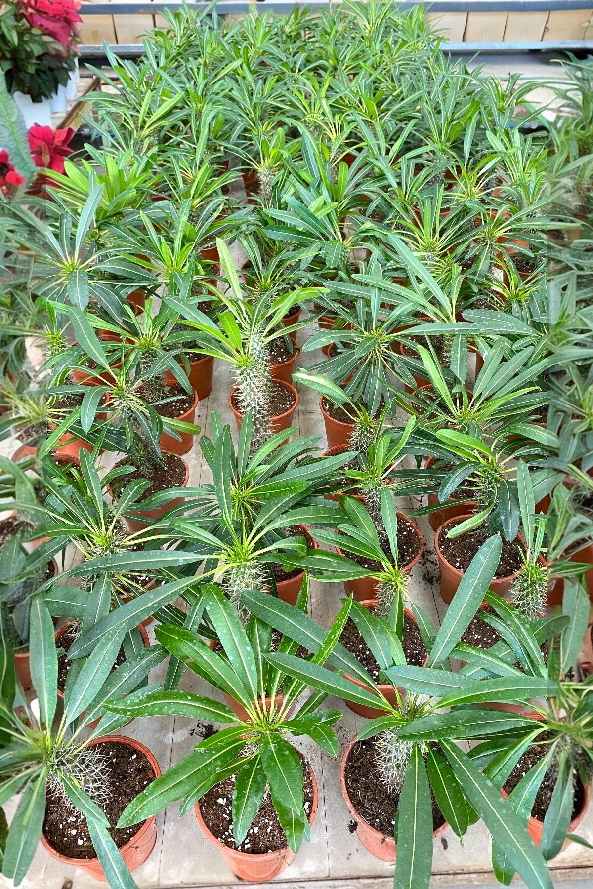 Kalın Gövdeli Tropik Madagaskar Palmiyesi 35-40 cm-Pachypodlum Lamerei