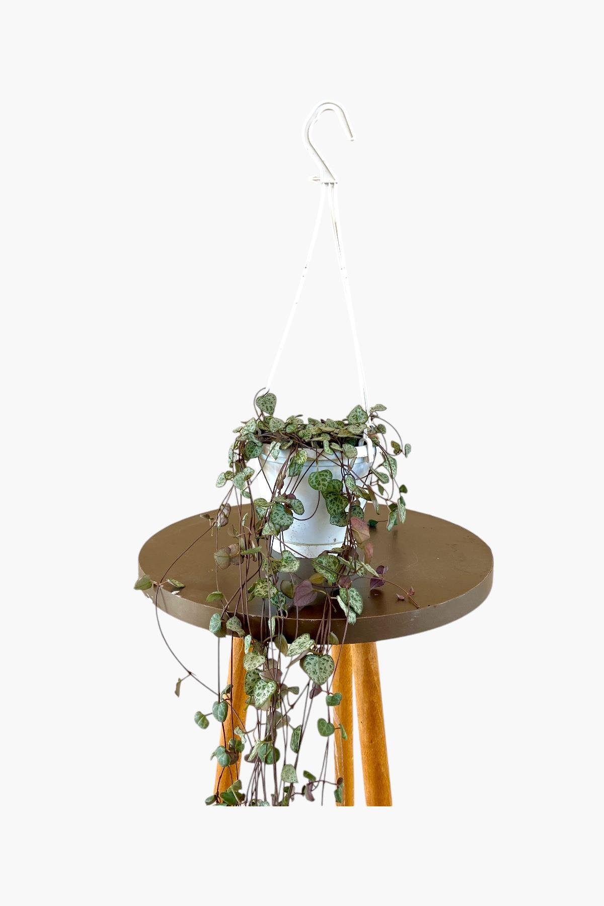 Kalp Kalbe Karşı-Ceropegia Woodii