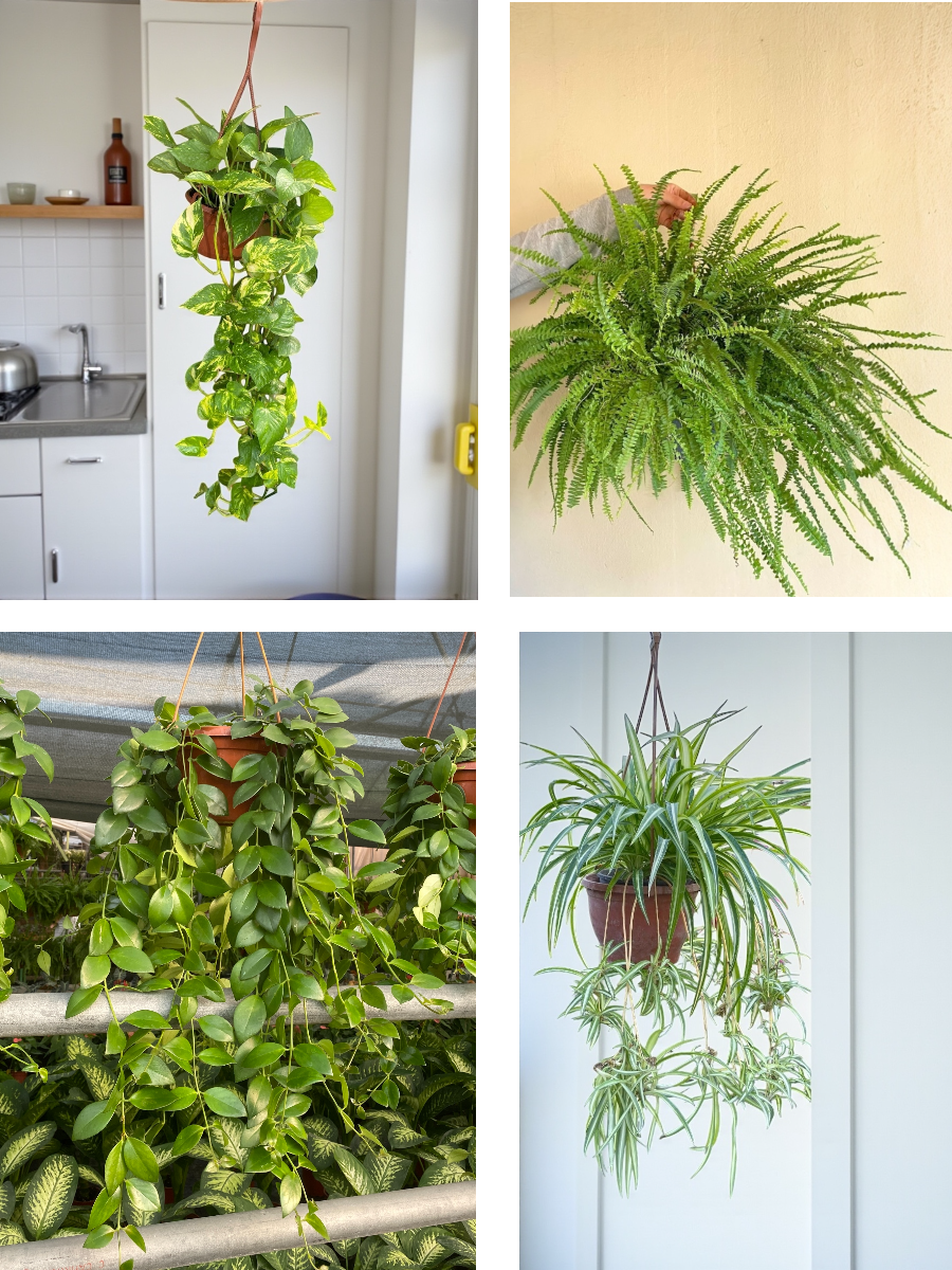 KAMPANYALI ASKILI SARKAN BİTKİ SETİ ( POTHOS SARMAŞIĞI - FUJER AŞK MERDİVENİ - KURDELE ÇİÇEĞİ - RUJ ÇİÇEĞİ )