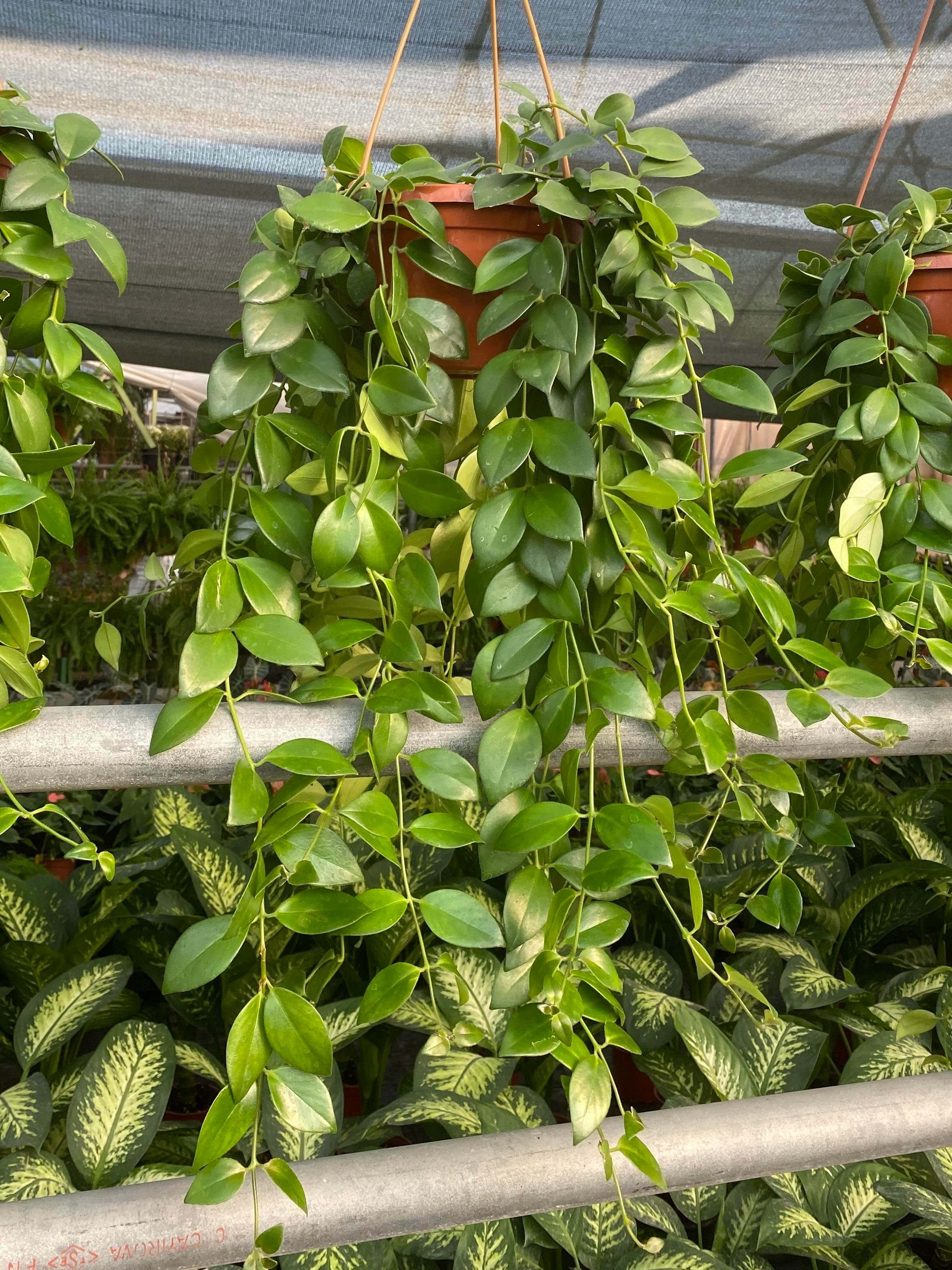 KAMPANYALI ASKILI SARKAN BİTKİ SETİ ( POTHOS SARMAŞIĞI - FUJER AŞK MERDİVENİ - KURDELE ÇİÇEĞİ - RUJ ÇİÇEĞİ )