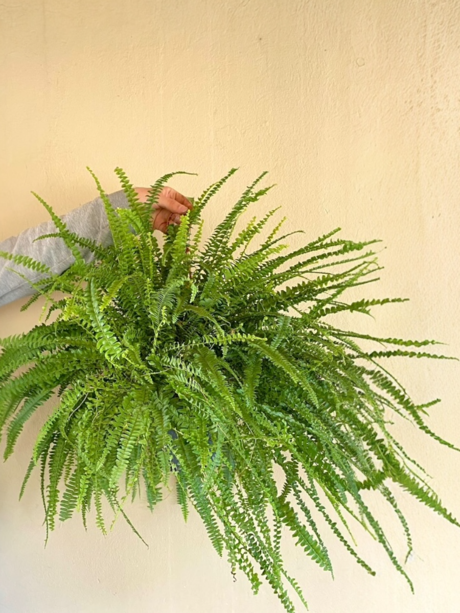 KAMPANYALI ASKILI SARKAN BİTKİ SETİ ( POTHOS SARMAŞIĞI - FUJER AŞK MERDİVENİ - KURDELE ÇİÇEĞİ - RUJ ÇİÇEĞİ )