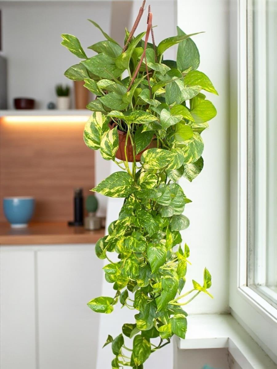 KAMPANYALI ASKILI SARKAN BİTKİ SETİ ( POTHOS SARMAŞIĞI - FUJER AŞK MERDİVENİ - KURDELE ÇİÇEĞİ - RUJ ÇİÇEĞİ )