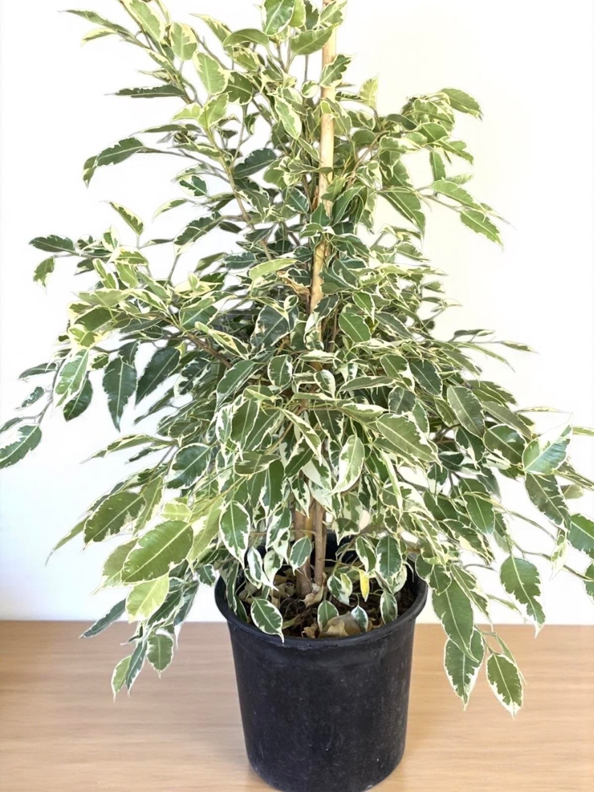 KAMPANYALI BİTKİ SETİ ( AREKA 130 CM - BENJAMIN STARLIGHT ALACALI - FICUS LYRATA 2 GÖVDELİ )