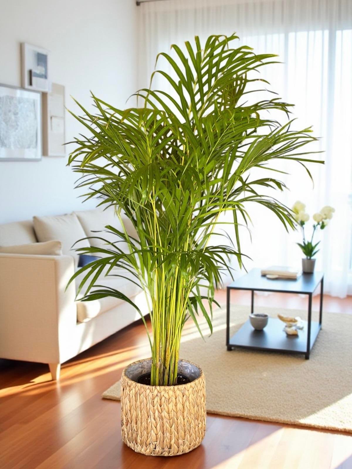 KAMPANYALI BİTKİ SETİ ( AREKA 130 CM - BENJAMIN STARLIGHT ALACALI - FICUS LYRATA 2 GÖVDELİ )