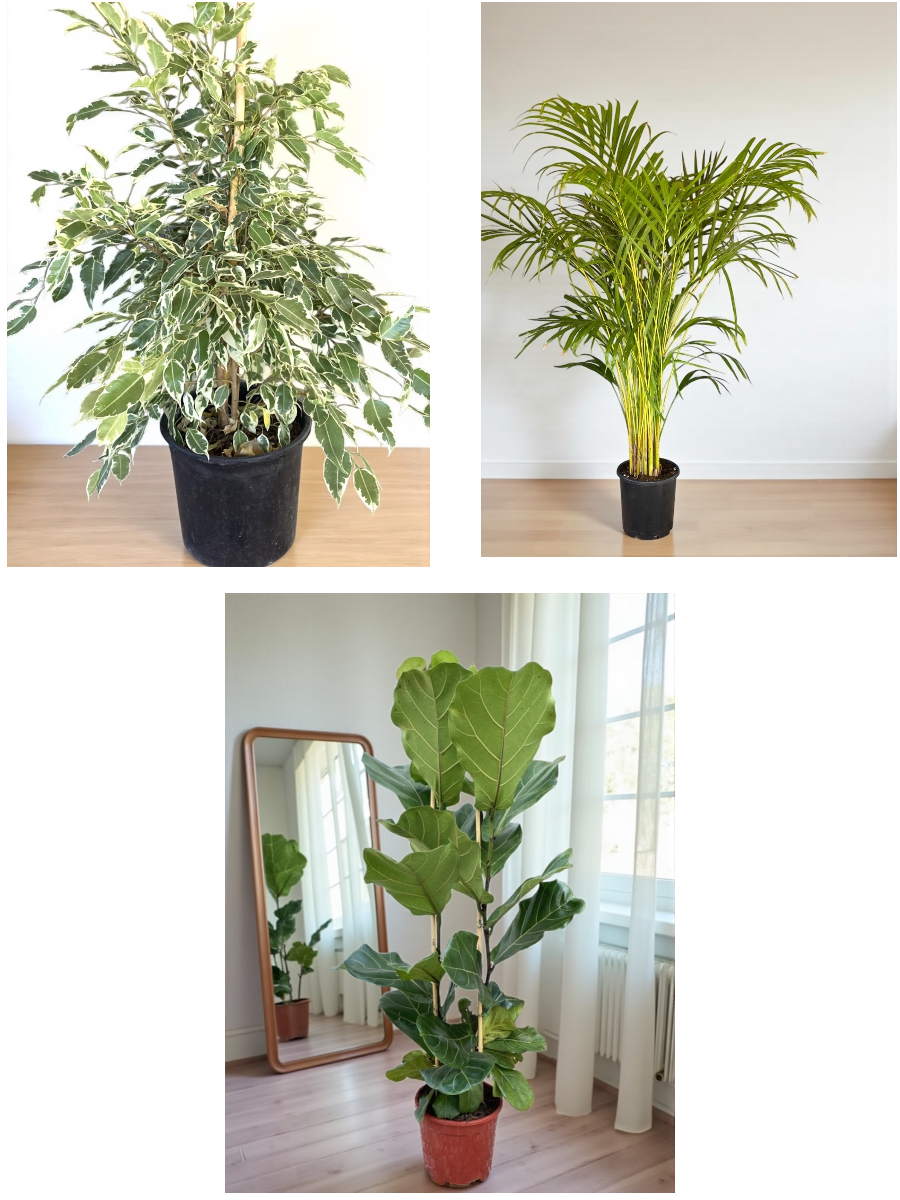 KAMPANYALI BİTKİ SETİ ( AREKA 130 CM - BENJAMIN STARLIGHT ALACALI - FICUS LYRATA 2 GÖVDELİ )