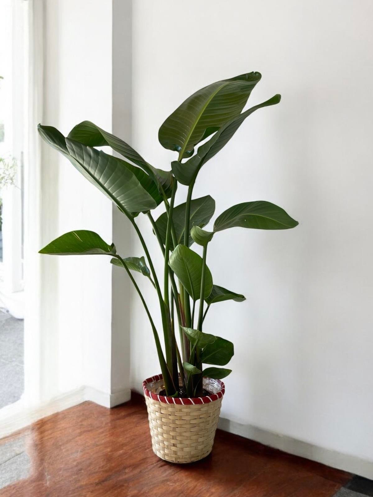 KAMPANYALI BÜYÜK BOY FAVORİ BİTKİ SETİ ( STARLİÇE 3 GÖVDELİ 150 CM - AREKA PALMİYESİ 130 CM - YUKA 3 GÖVDELİ 150 CM )