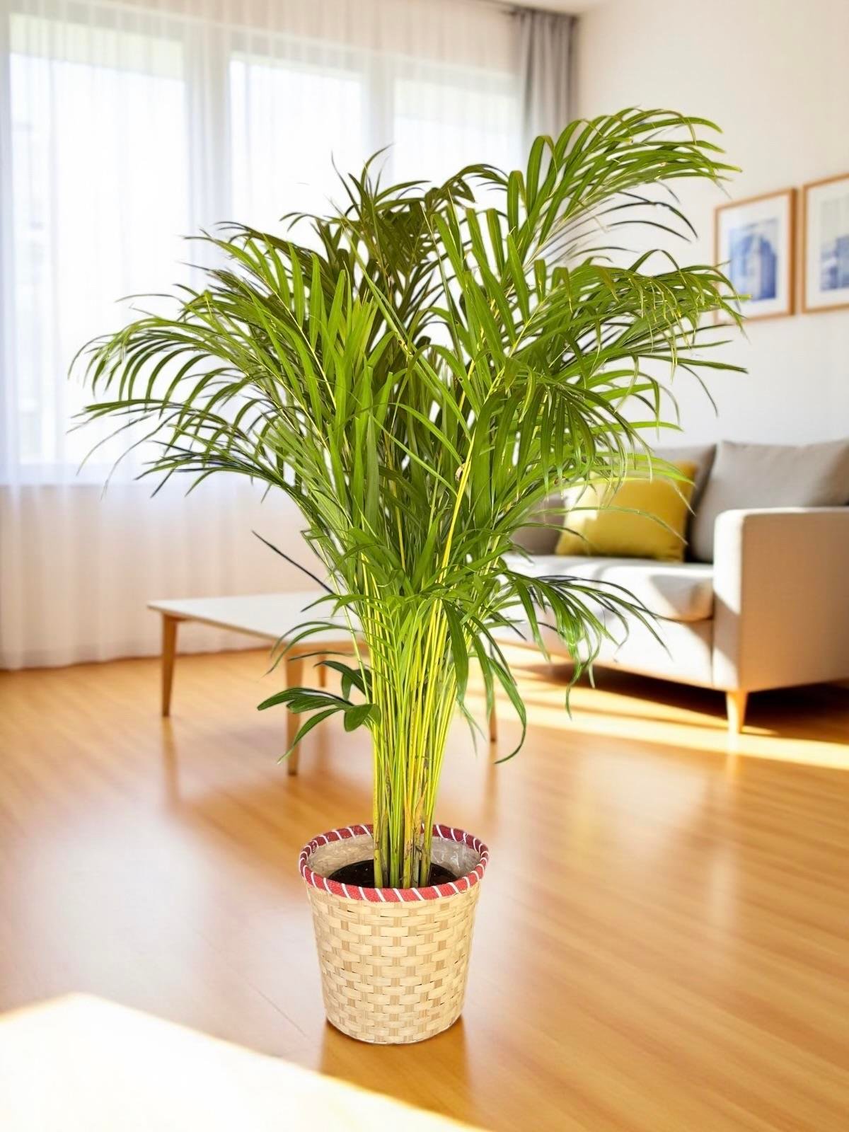 KAMPANYALI BÜYÜK BOY FAVORİ BİTKİ SETİ ( STARLİÇE 3 GÖVDELİ 150 CM - AREKA PALMİYESİ 130 CM - YUKA 3 GÖVDELİ 150 CM )